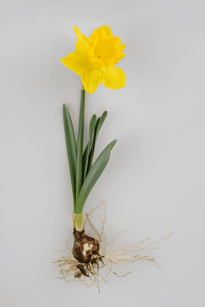 Narcis bulb