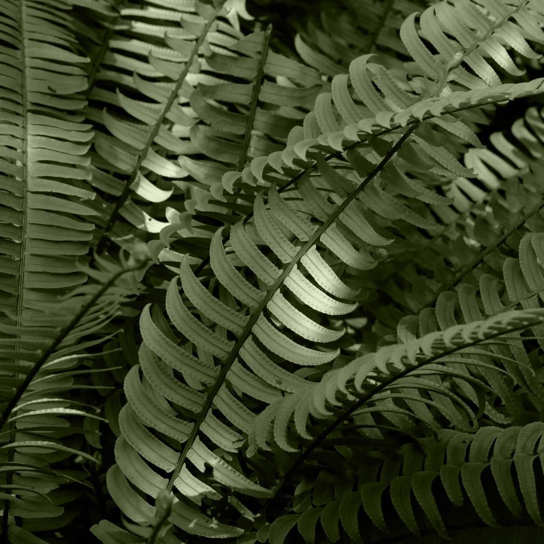 Nephrolepis
