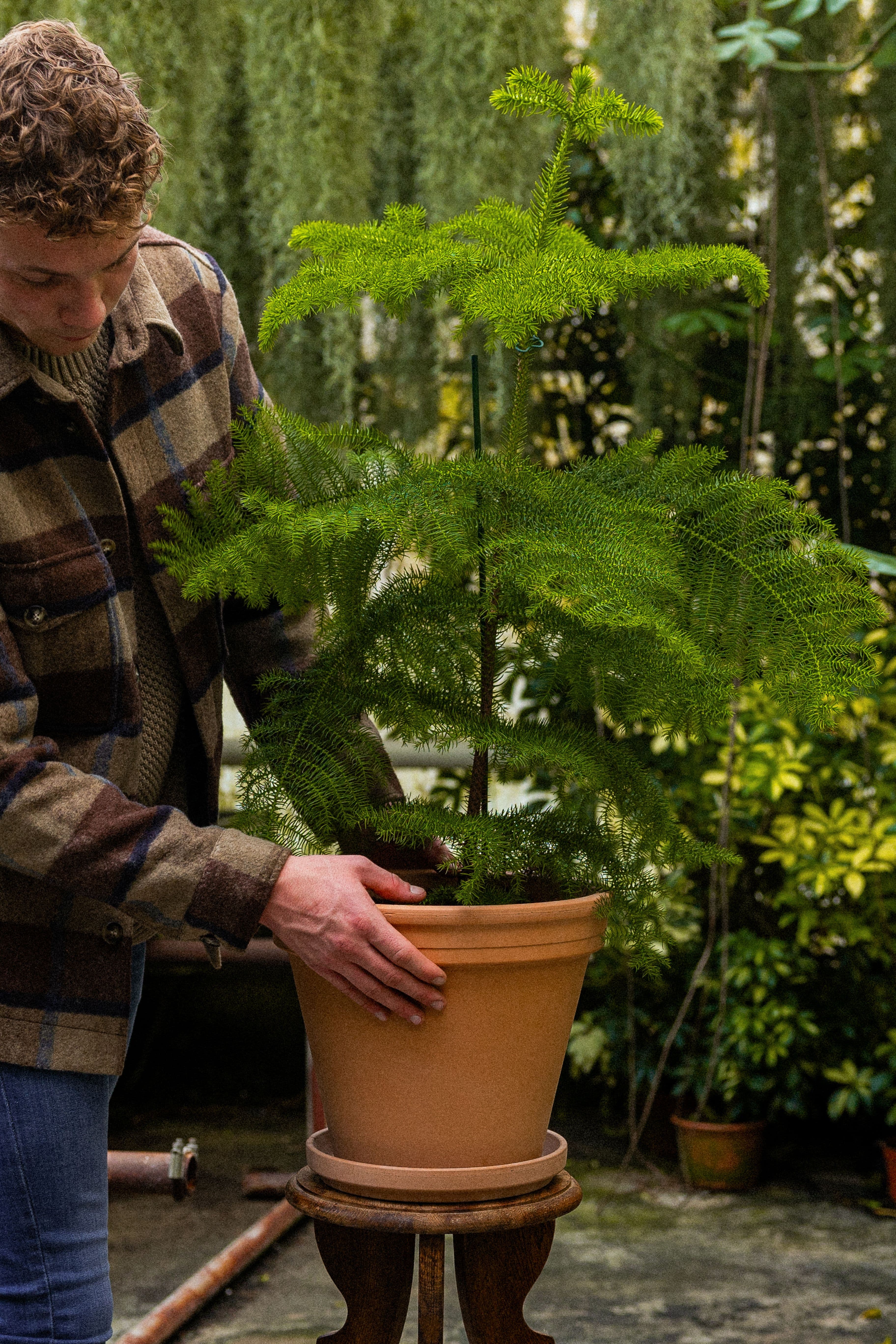 NorfolkPine_05