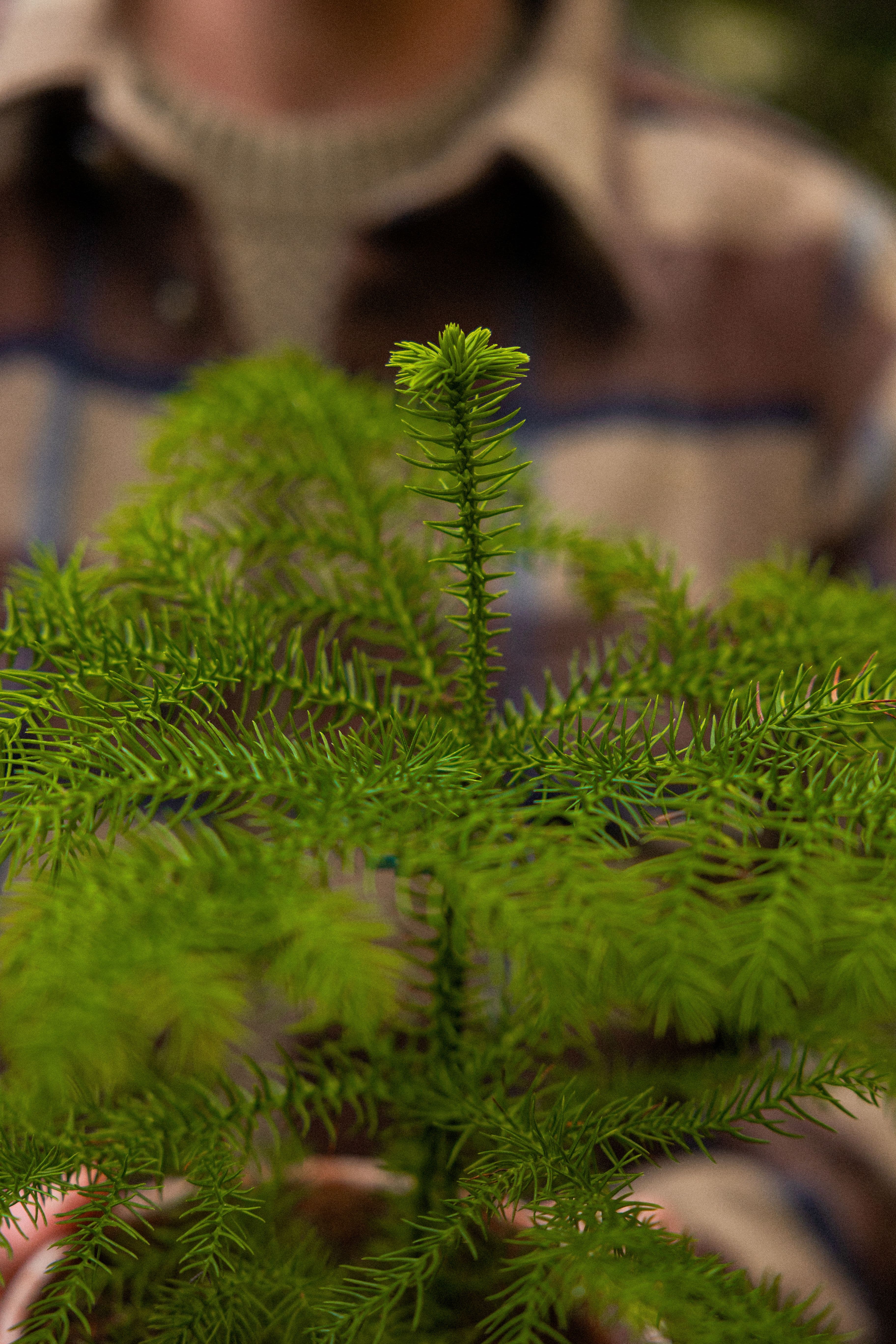 NorfolkPine_09