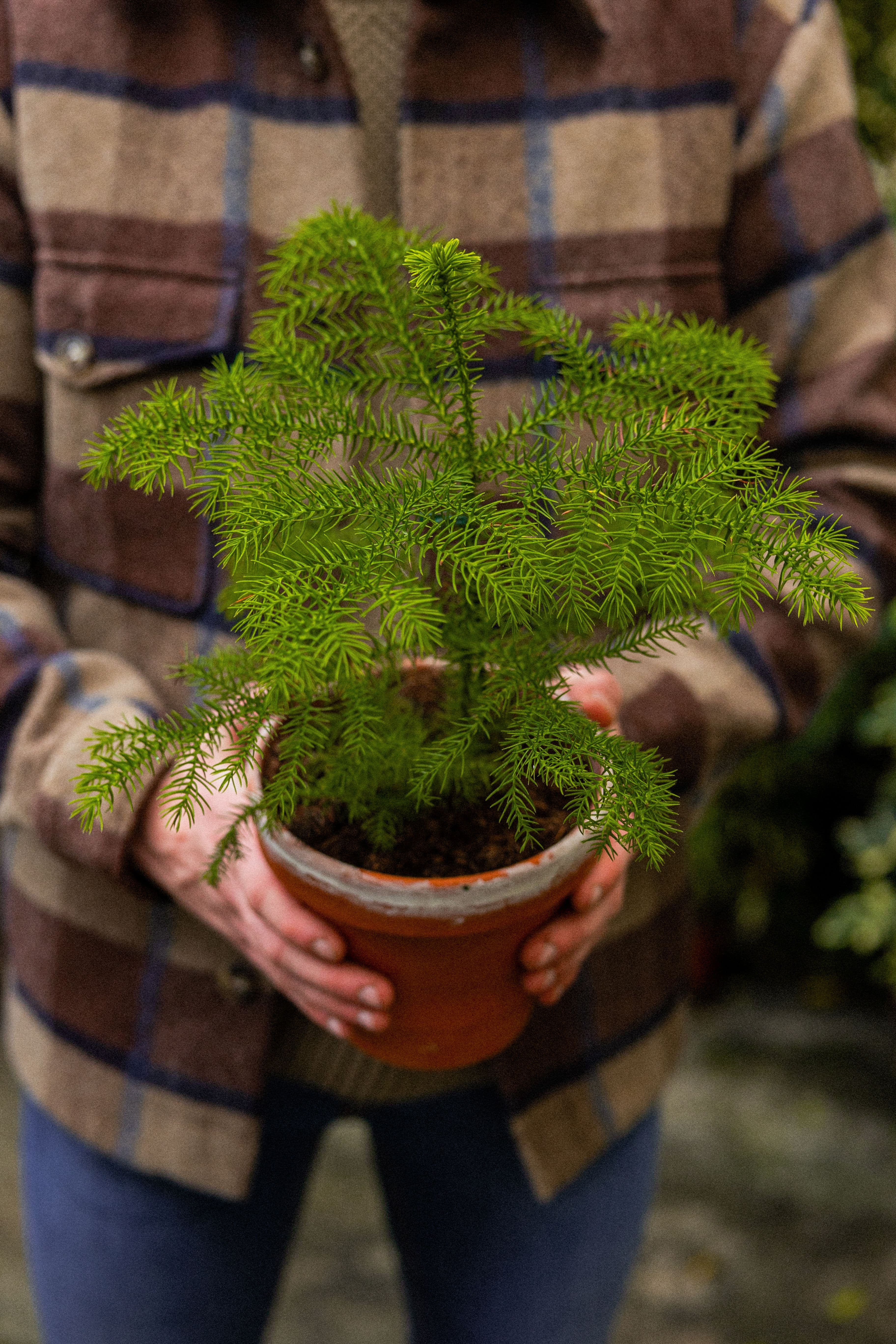 NorfolkPine_11 (1)
