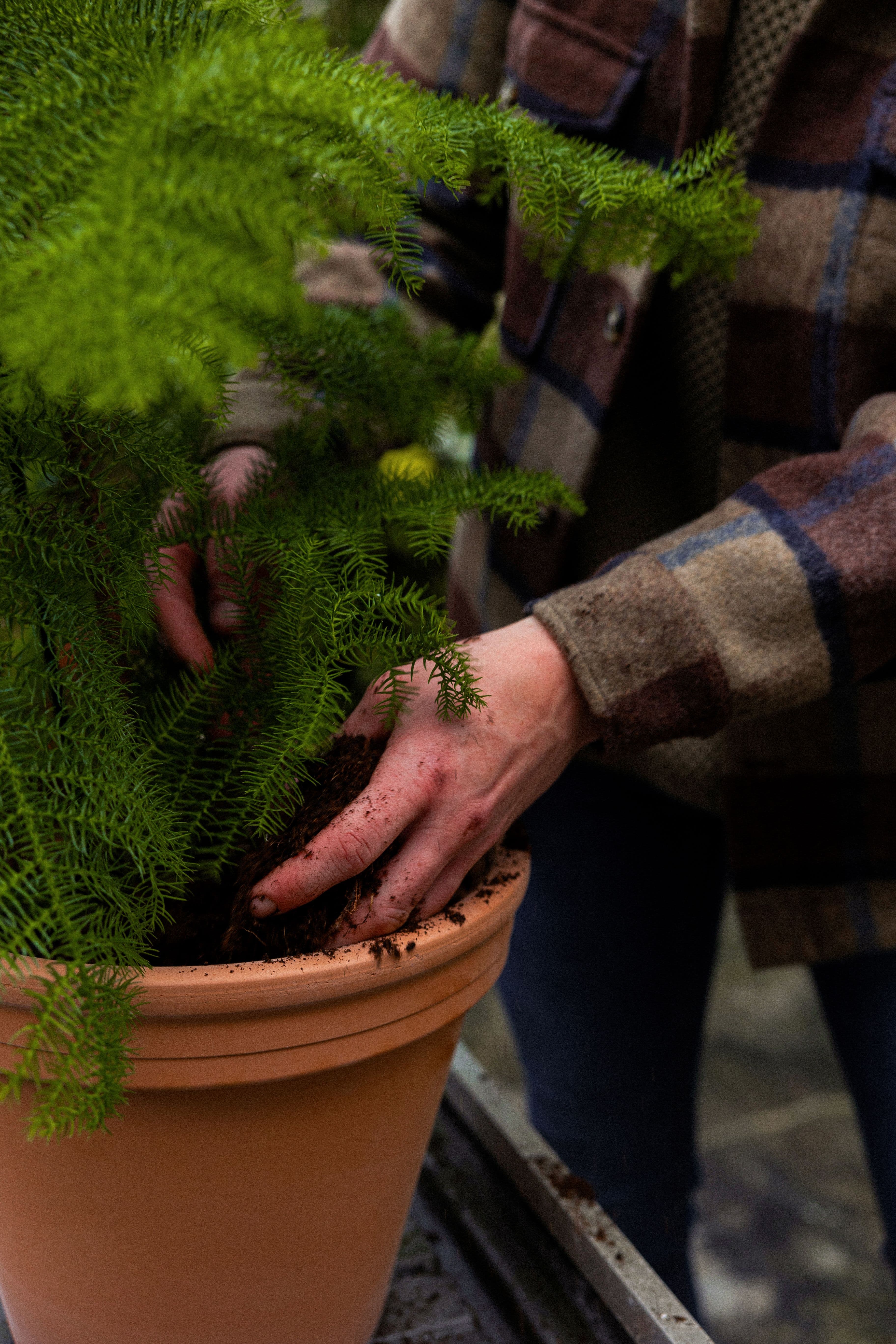 NorfolkPine_12
