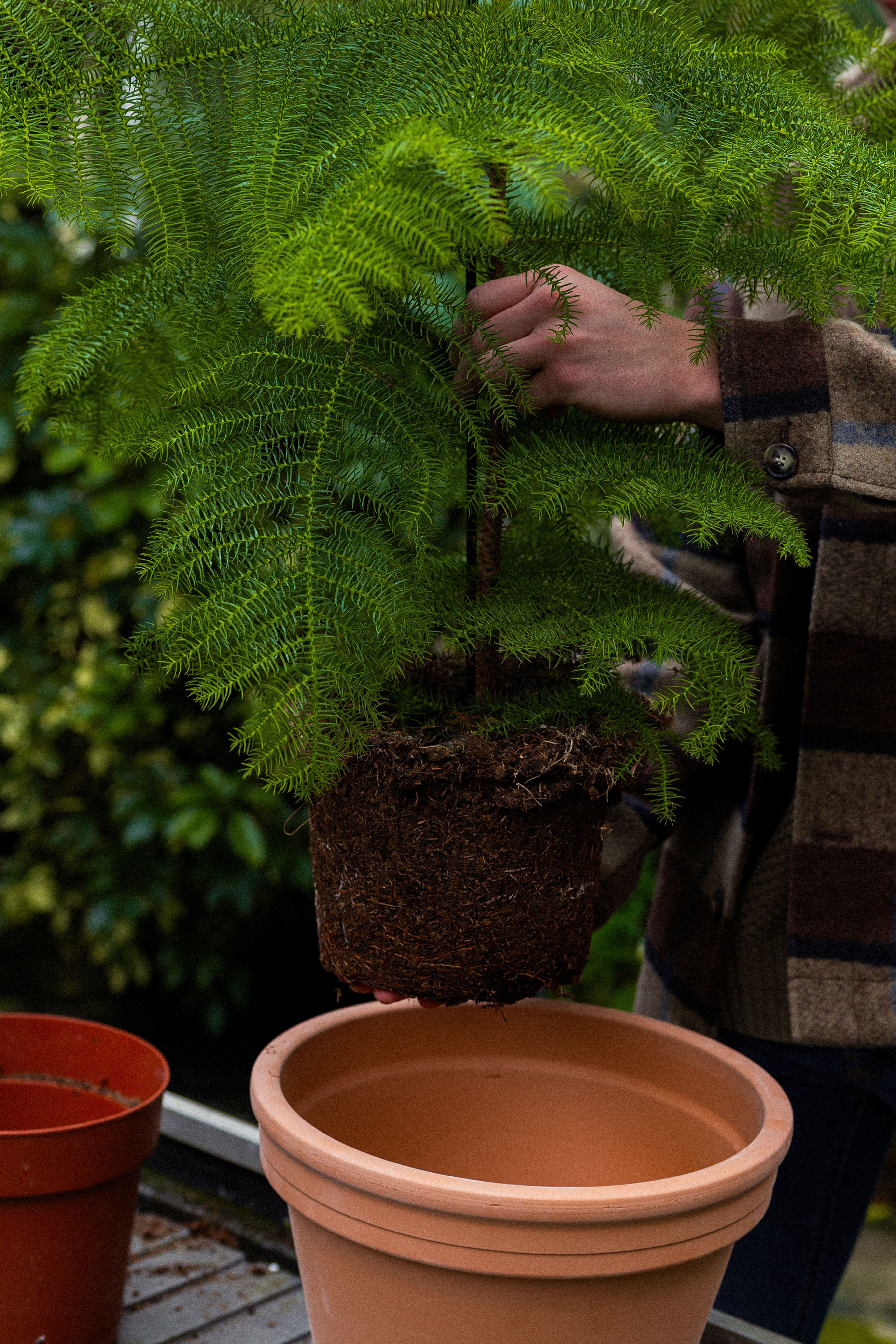 NorfolkPine_13
