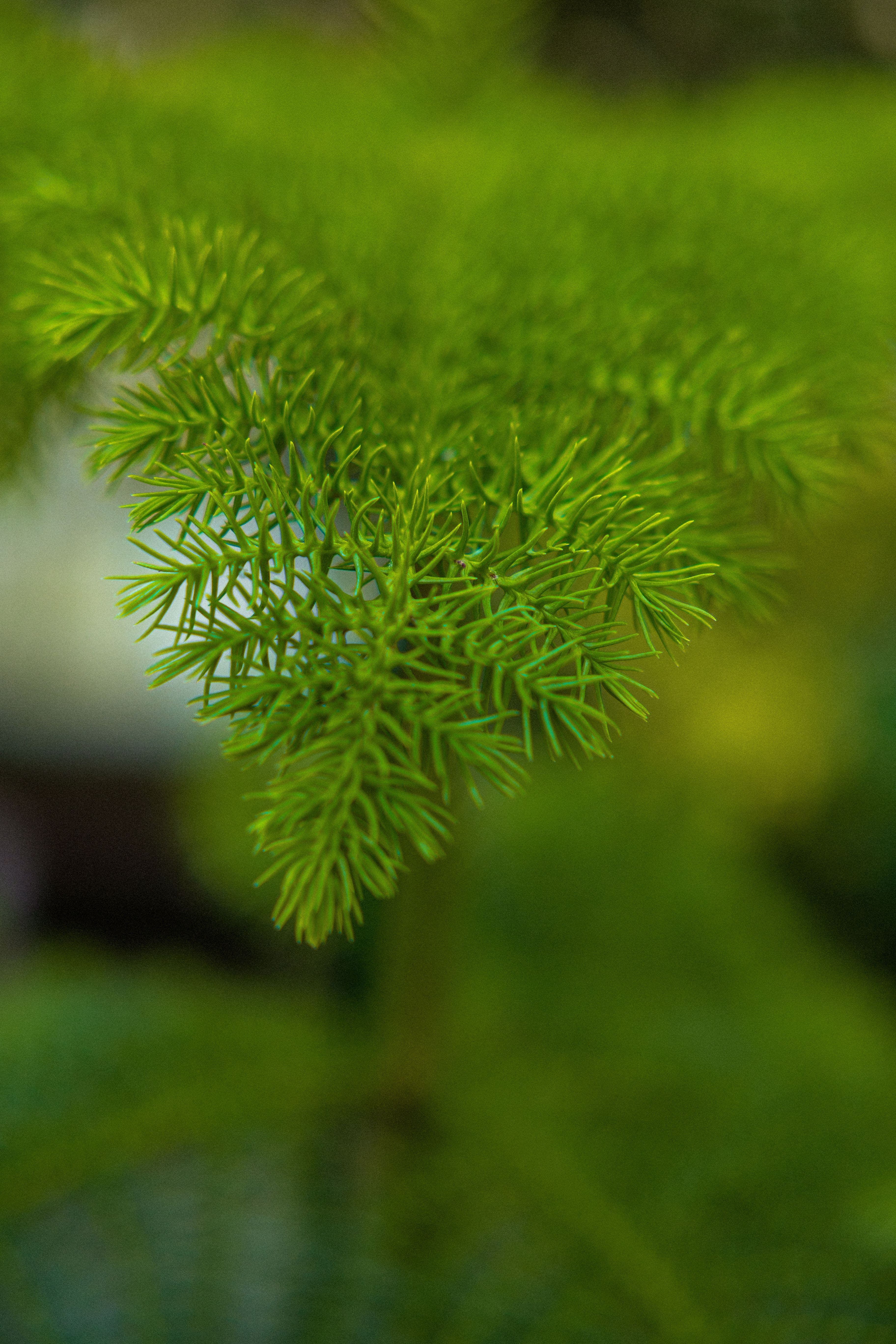 NorfolkPine_18