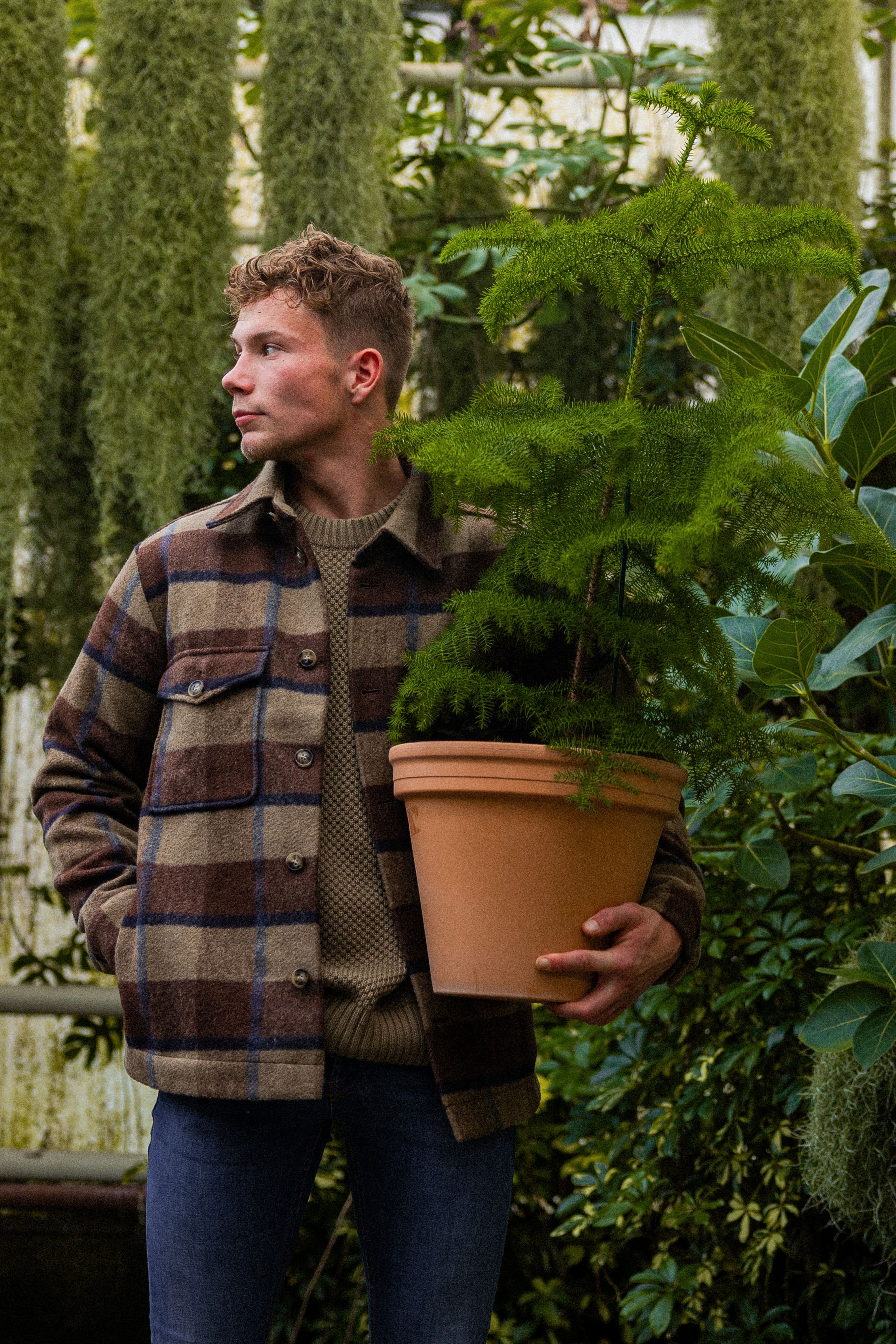 NorfolkPine_Main(staand)