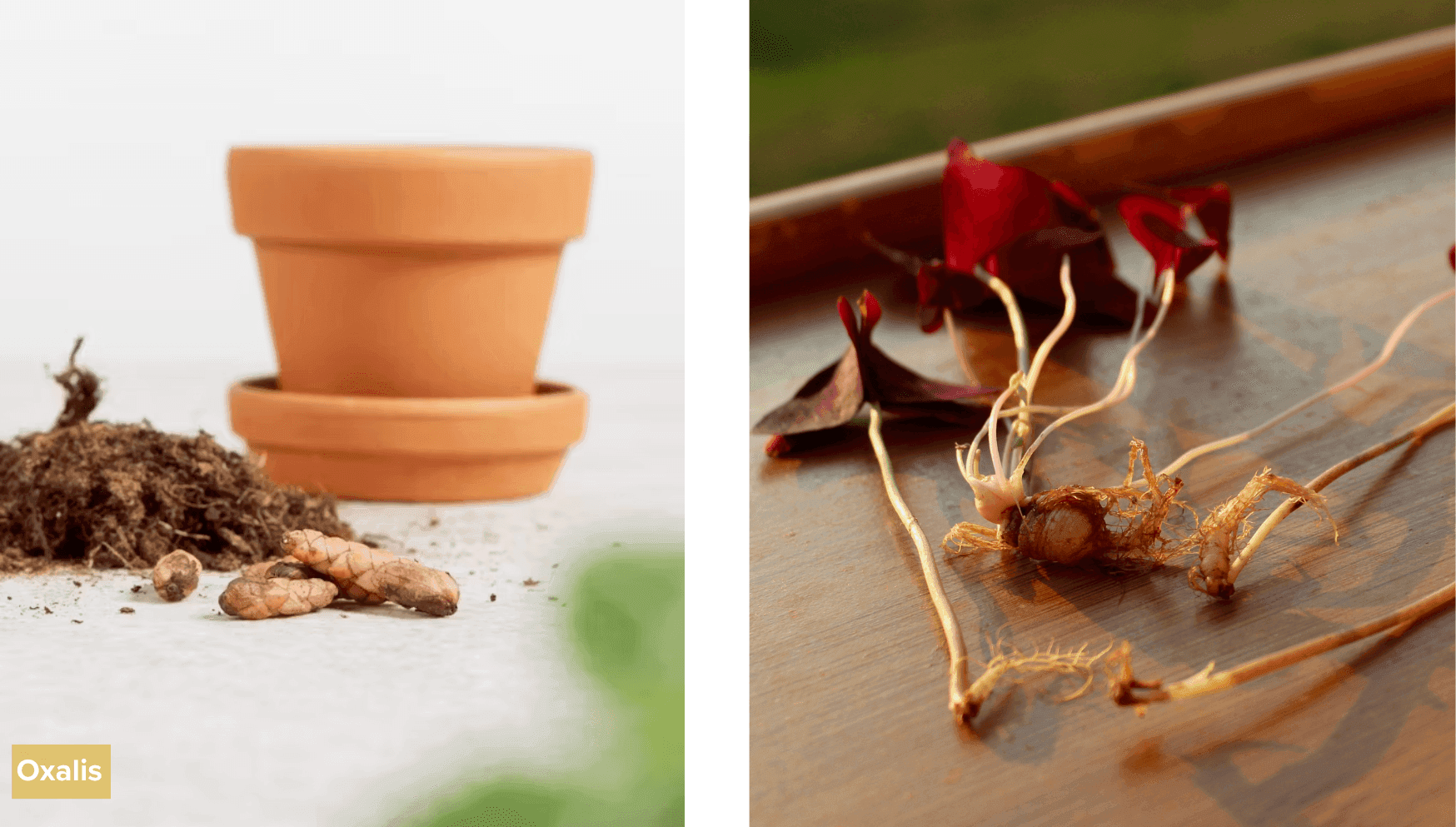 Oxalis tubers