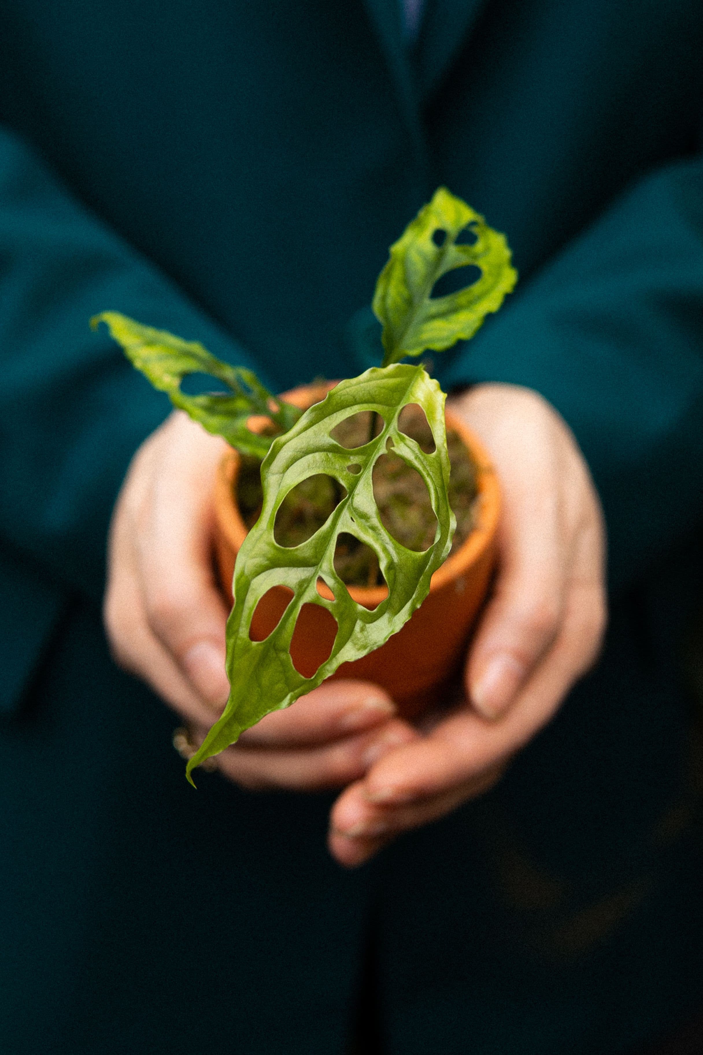POTM Obliqua - Baby (2) (1)