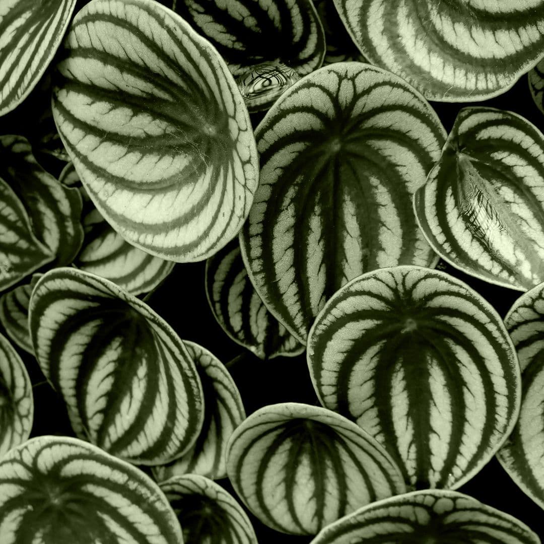 Peperomia