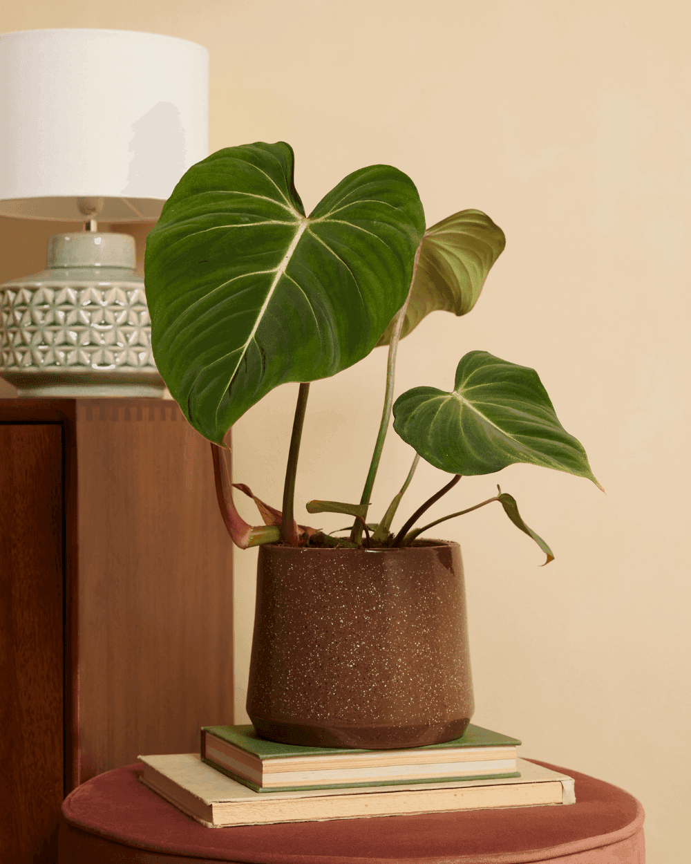 Philodendron