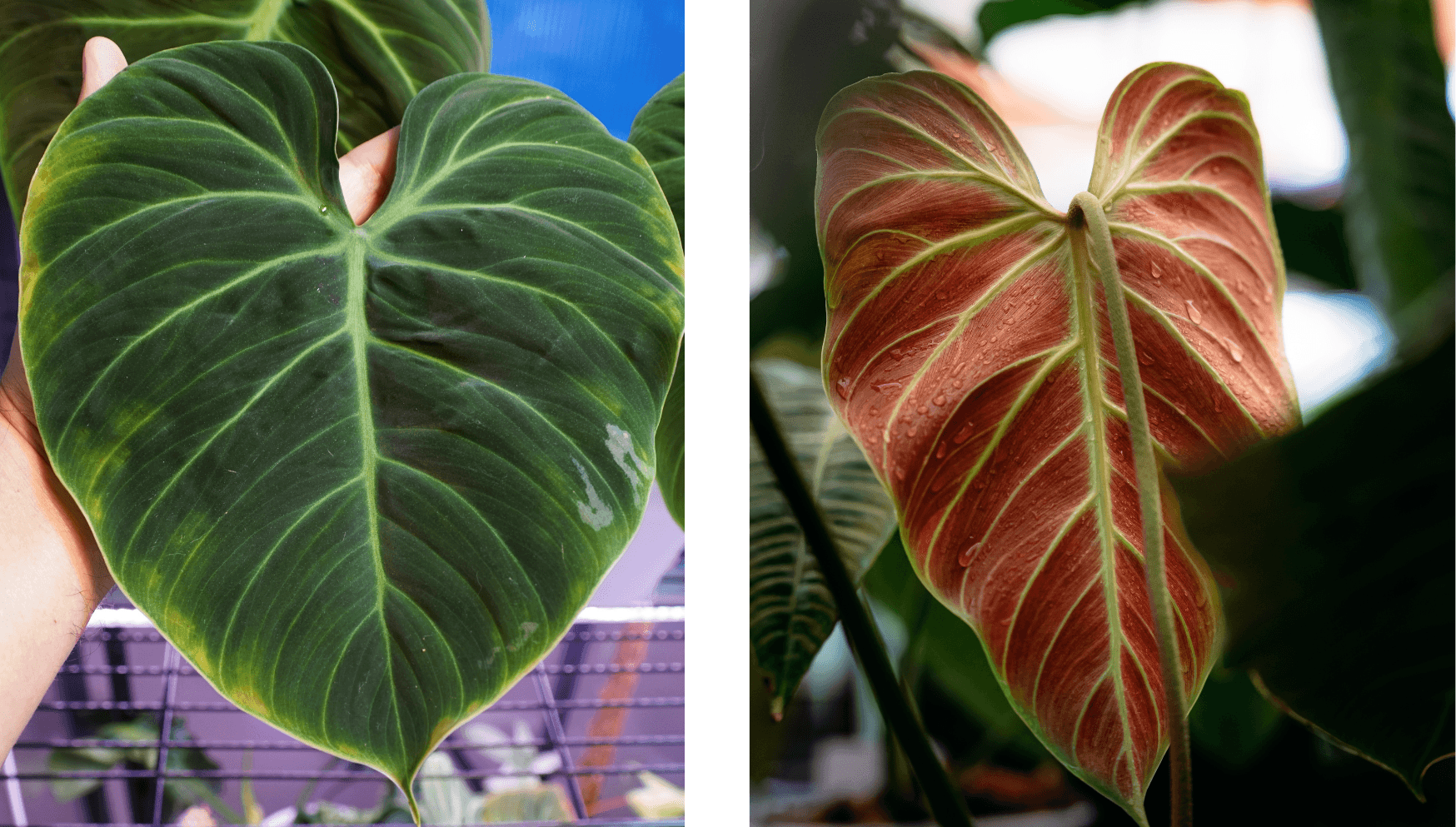 Philodendron El Choco Red.png