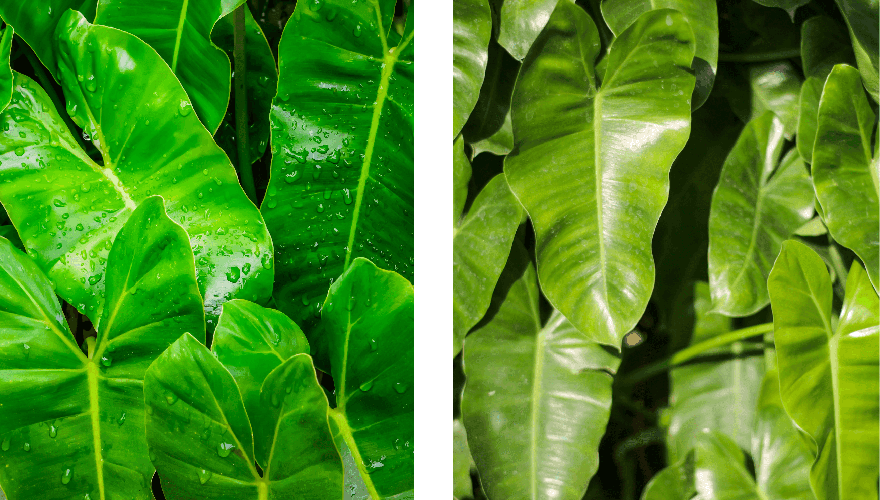 Philodendron Spiritus Sancti.png