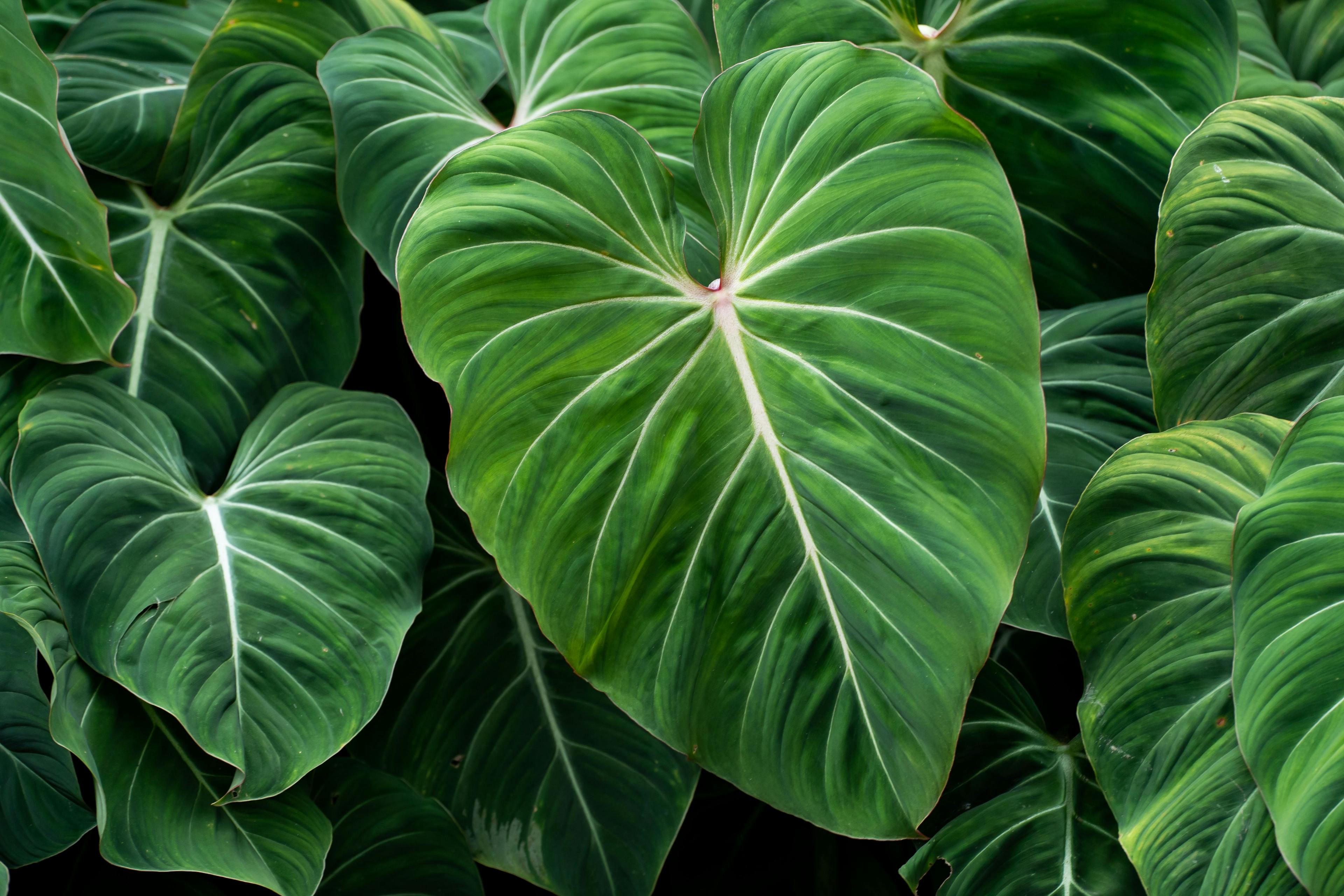 Philodendron background