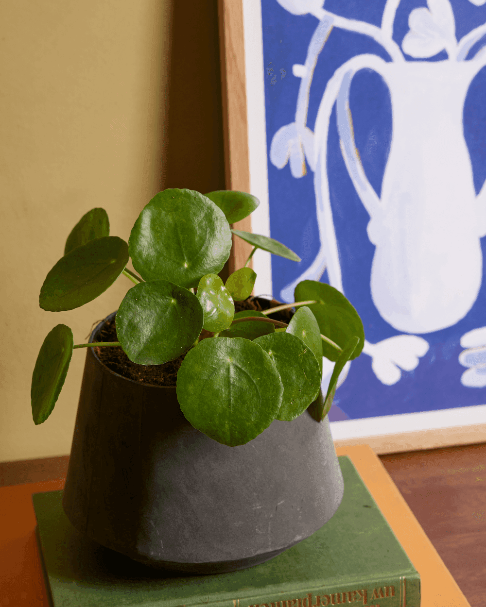 Pilea