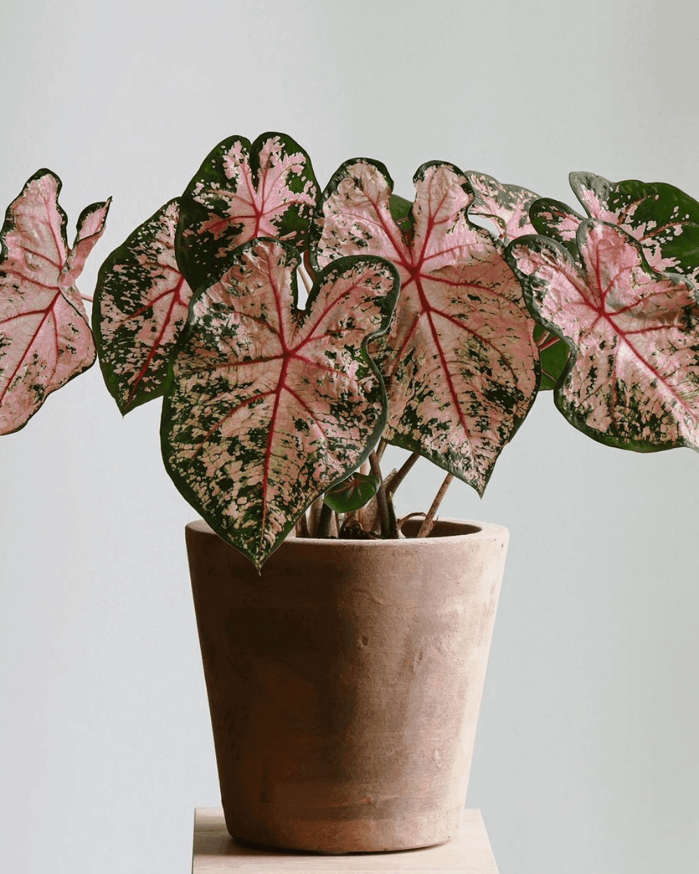 Pink Beauty caladium