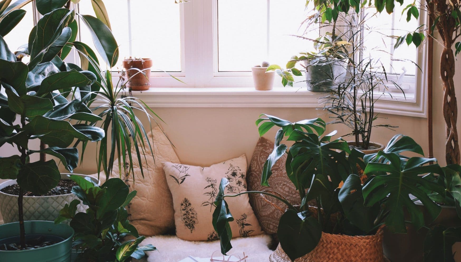 Plants in windowsill in spring