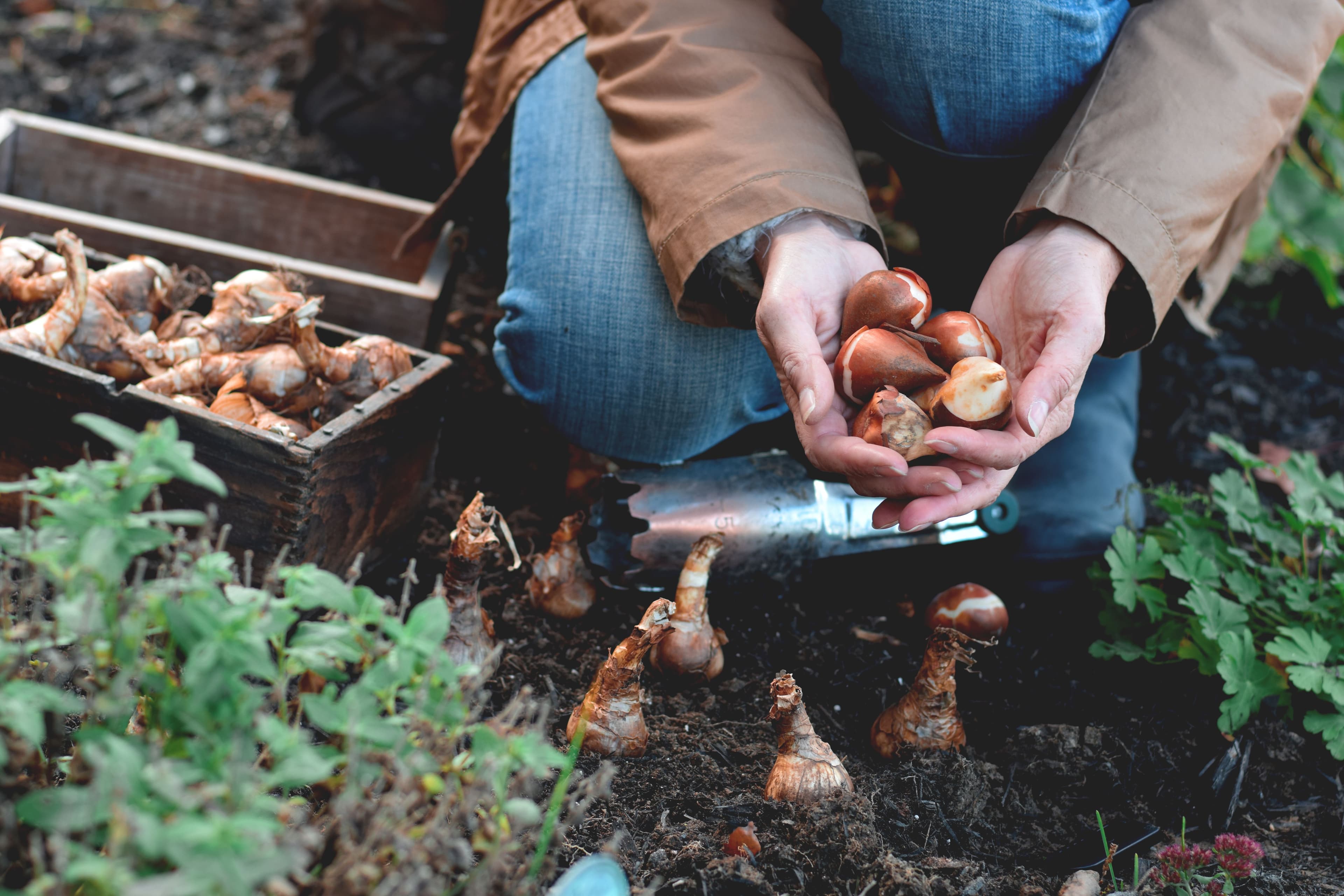 Potting flower bulbs