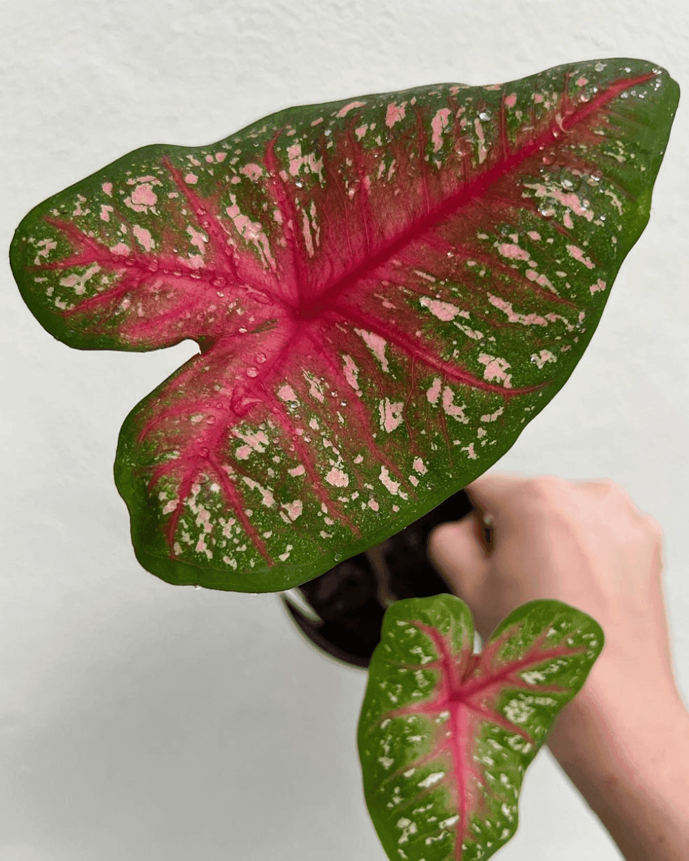 Red Flash caladium leaves