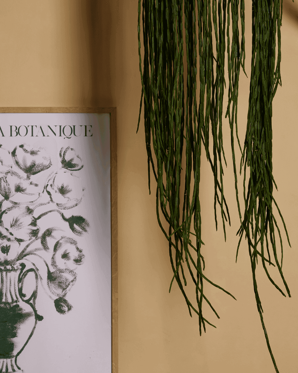 Rhipsalis
