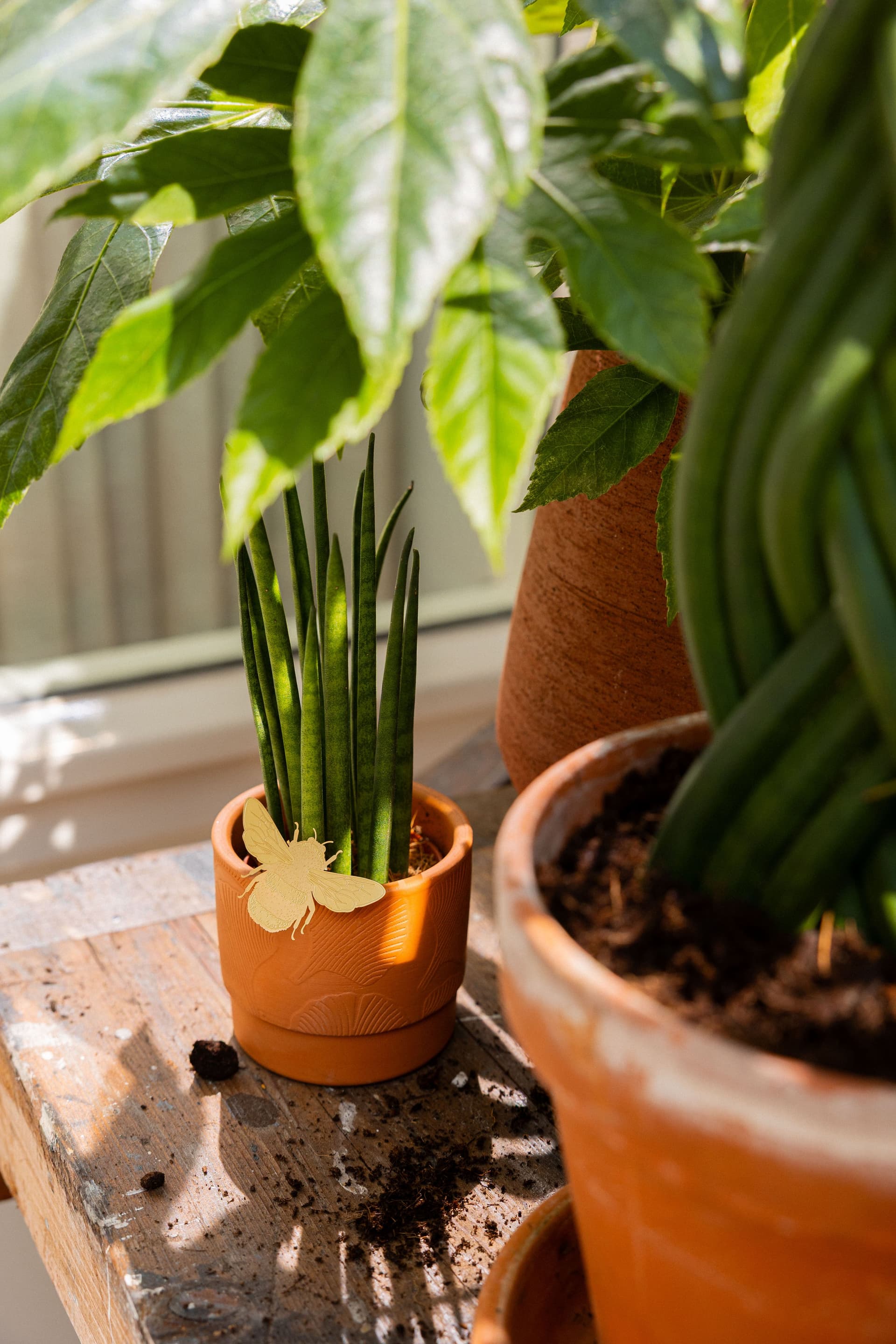 Sansevieria