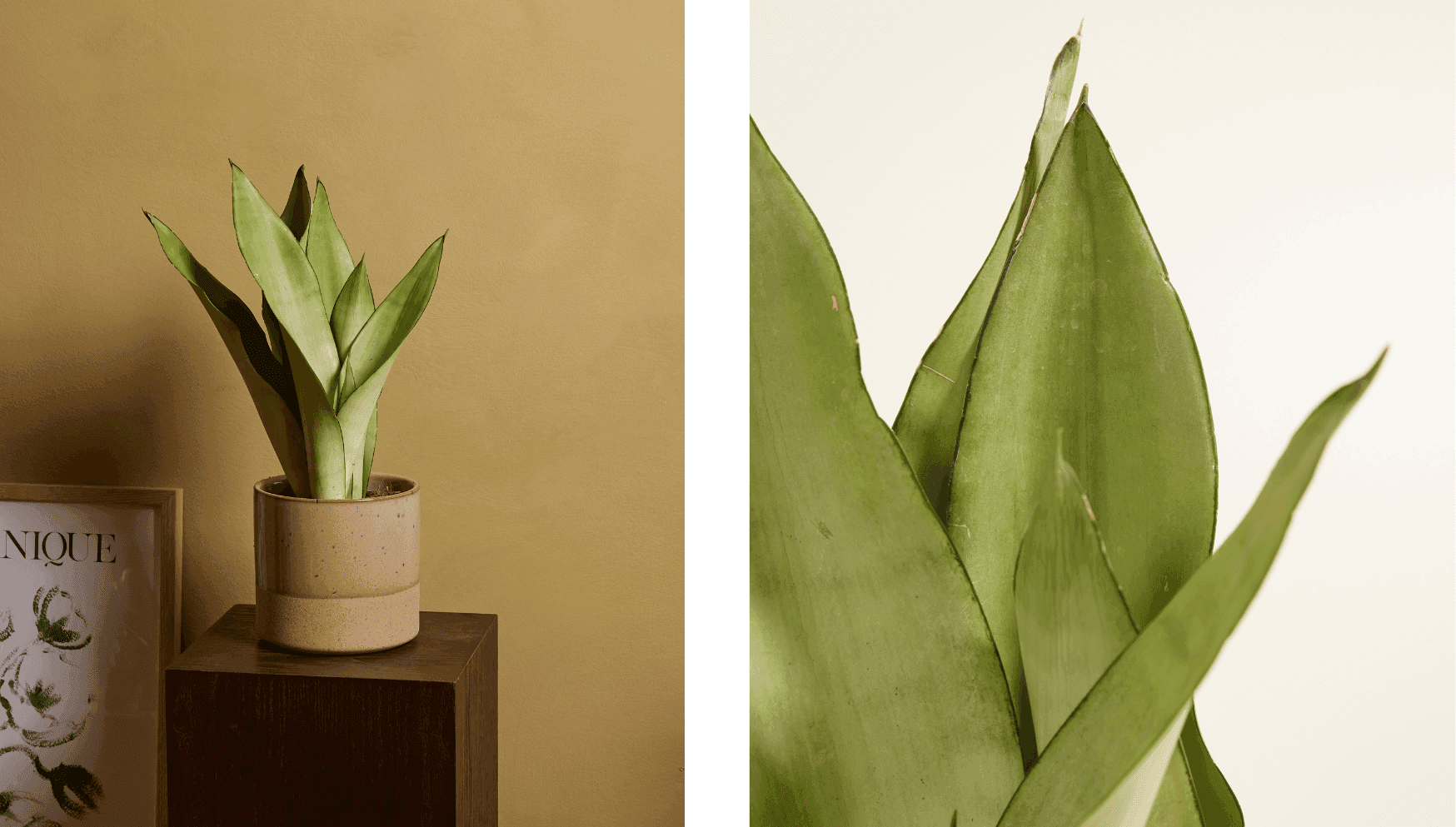 Sansevieria Trifasciata Moonshine.png