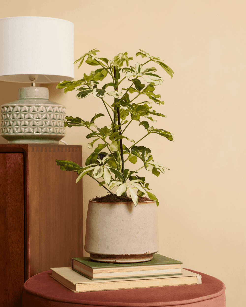 Schefflera