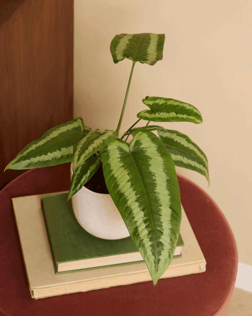 Schismatoglottis