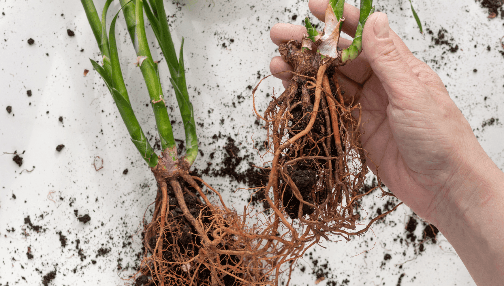 Separating plants