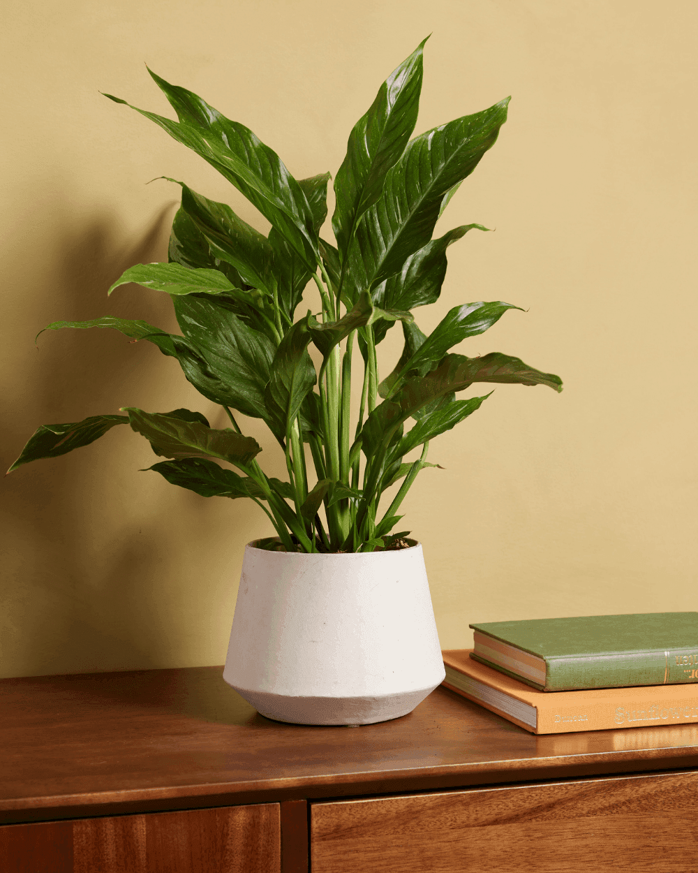 Spathiphyllum