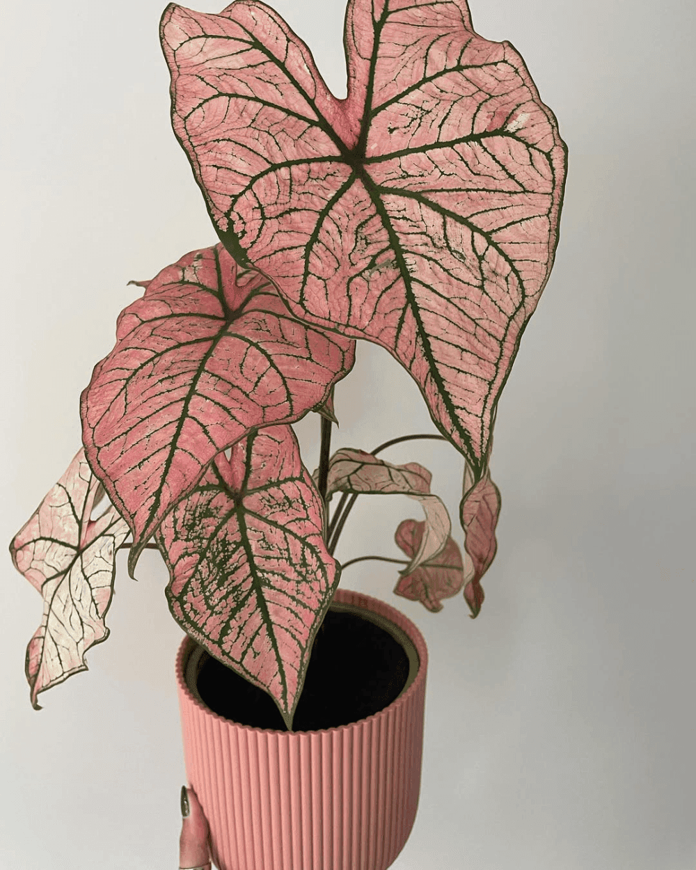 Spring Fling Caladium