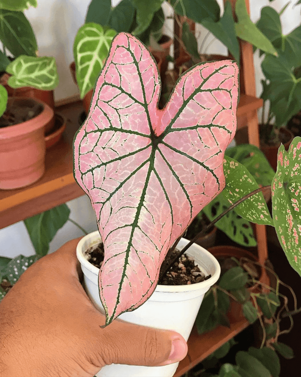 Spring Fling Caladium leaves