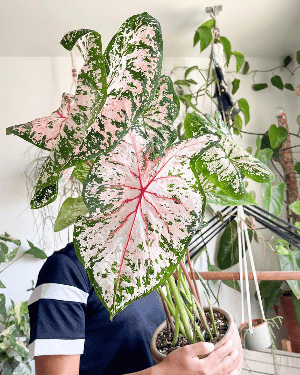 Tapestry Caladium