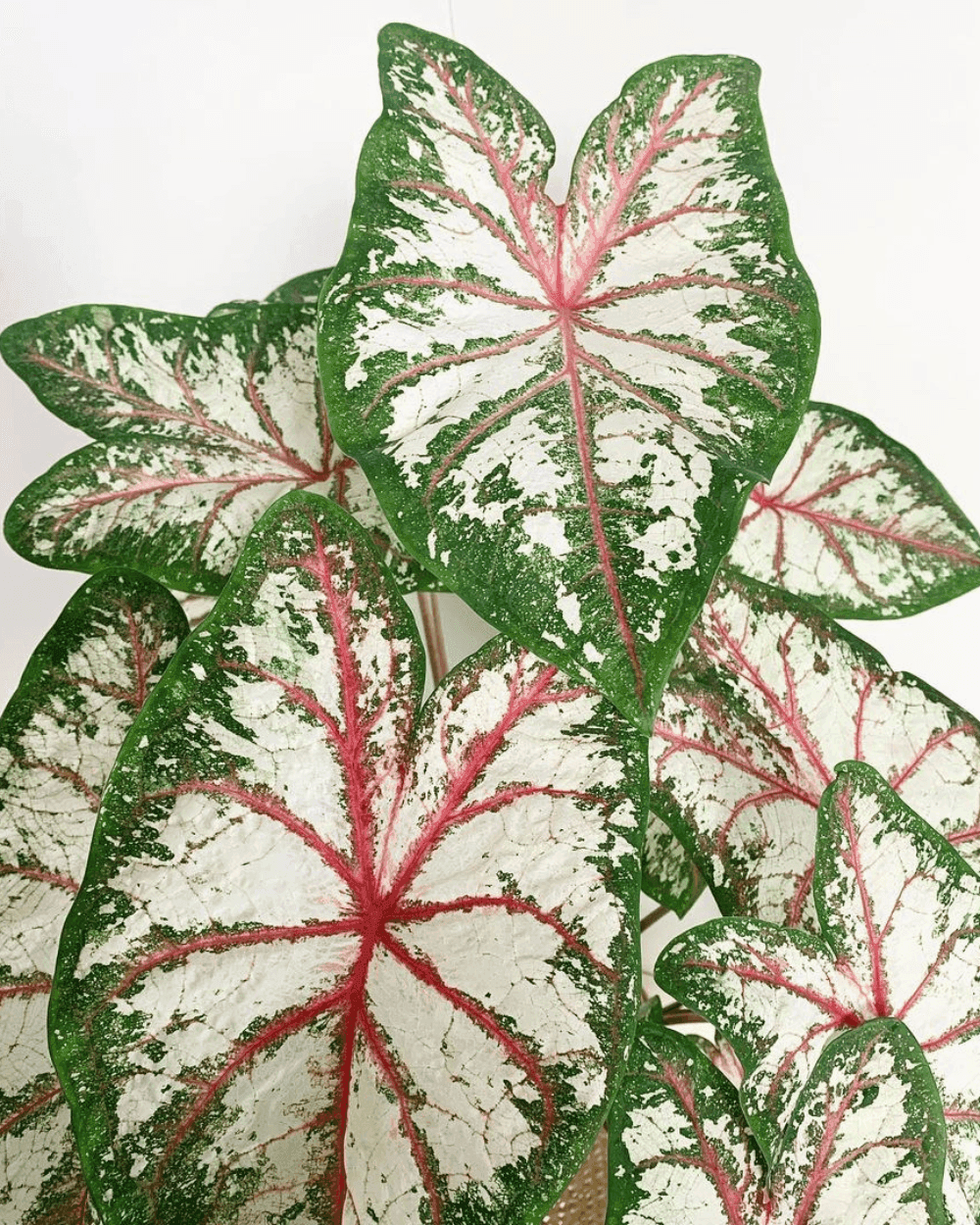 Tapestry Caladium leaves