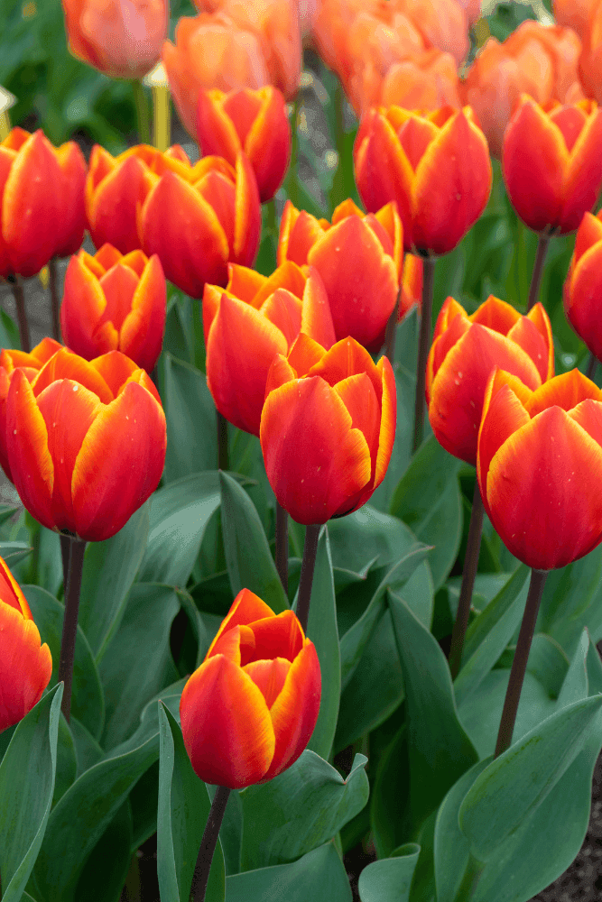 Tulp