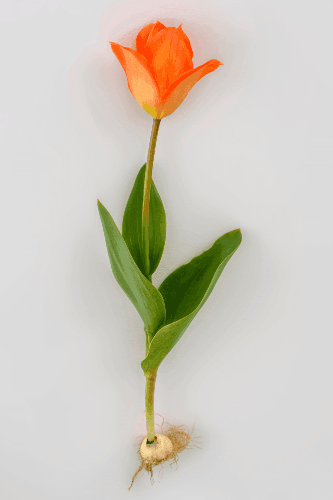 Tulp bulb