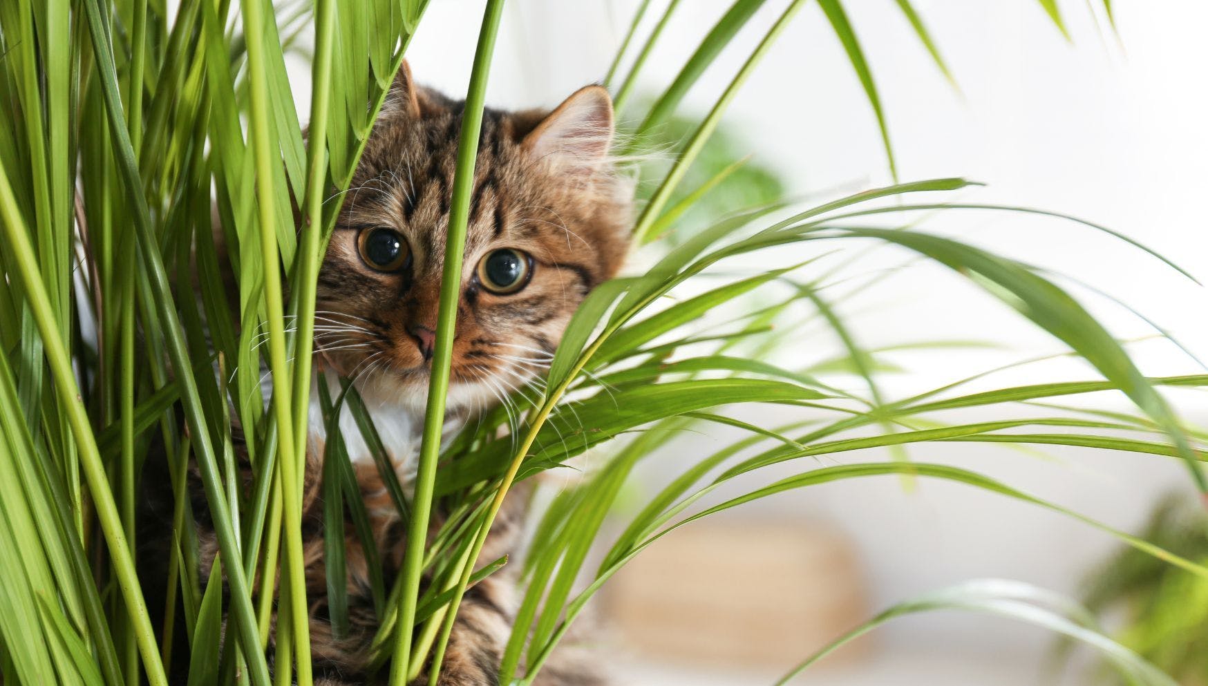 Houseplants that are not toxic to cats