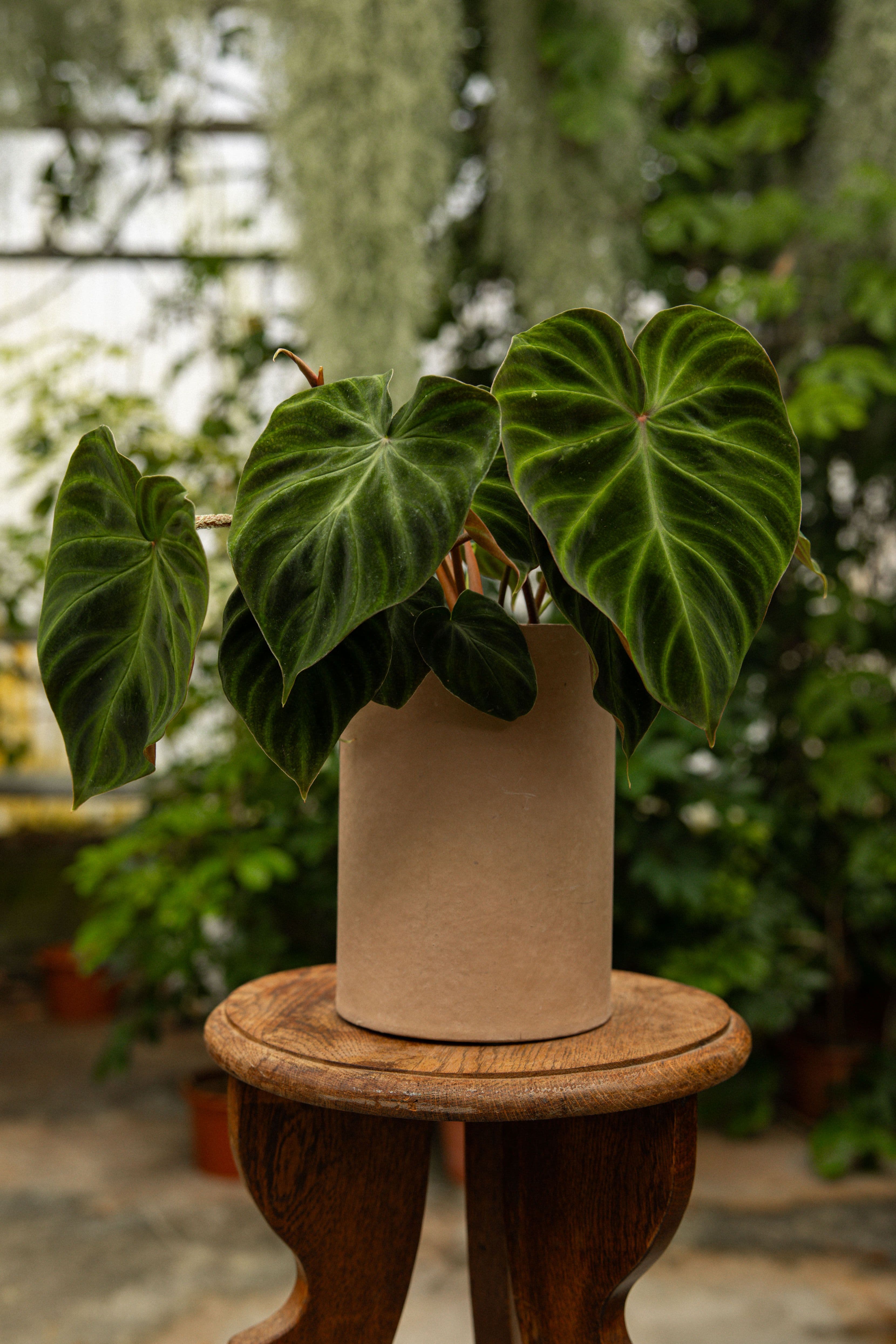 Verrucosum-06
