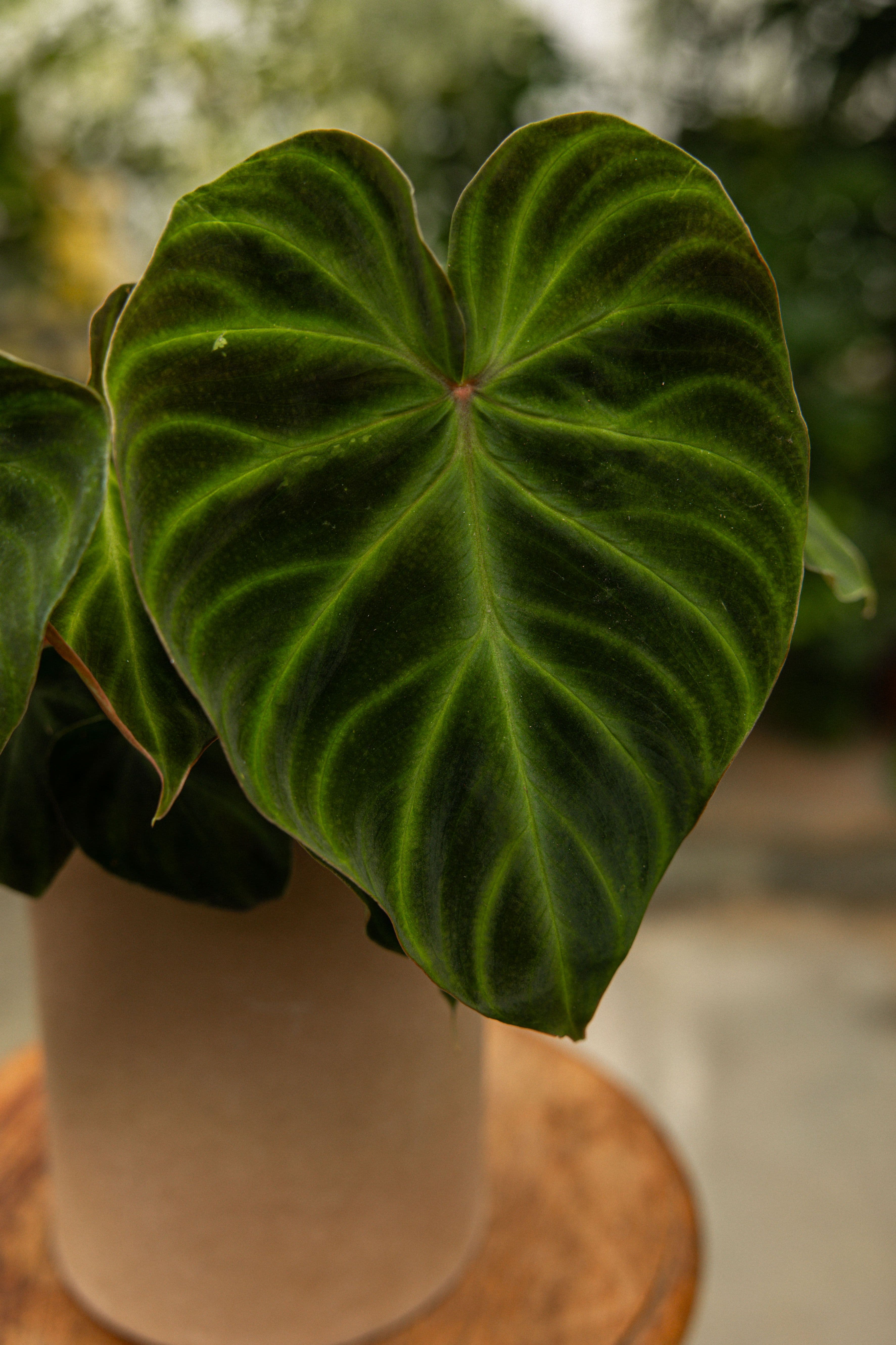 Verrucosum-32