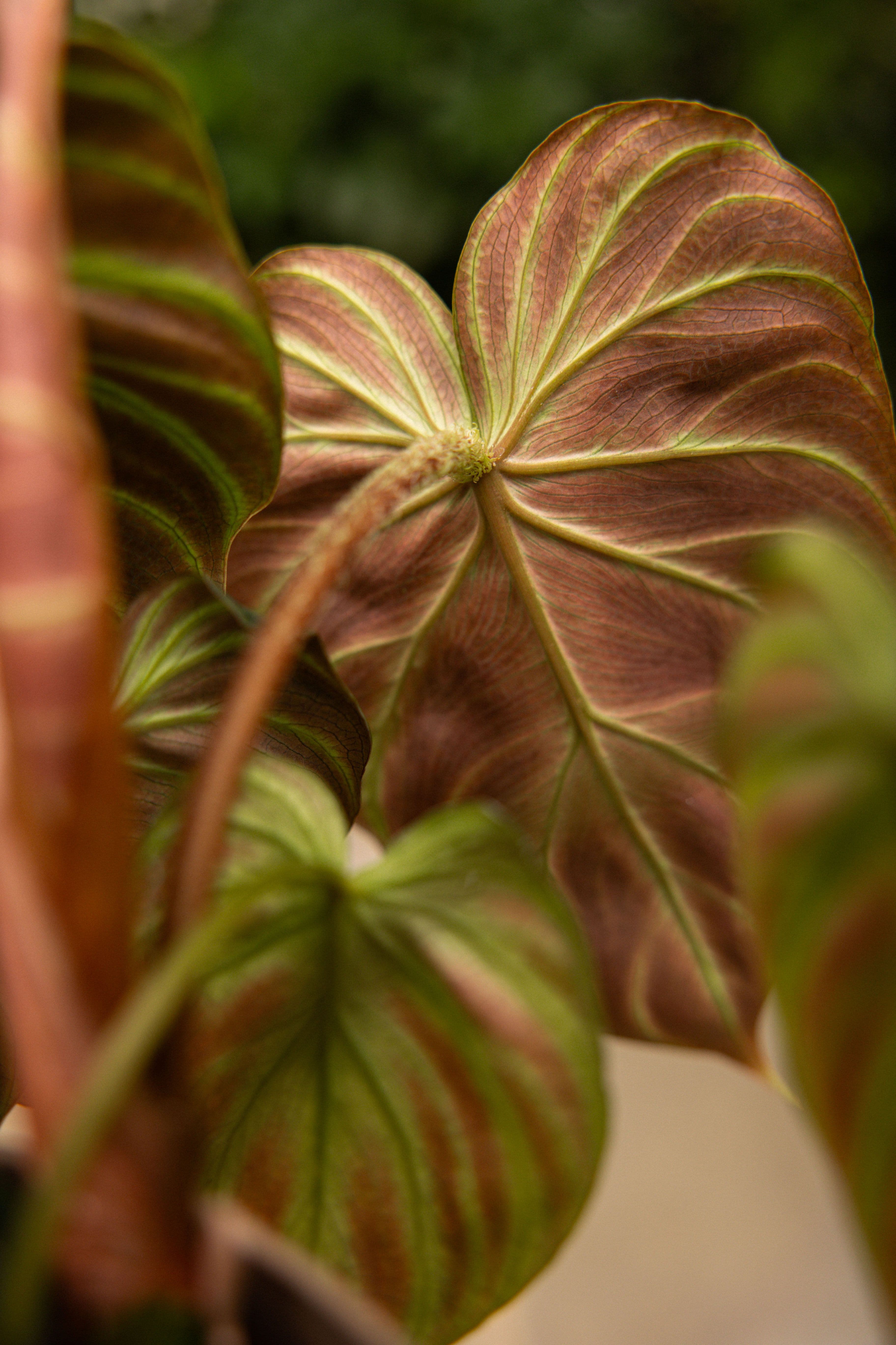 Verrucosum-33
