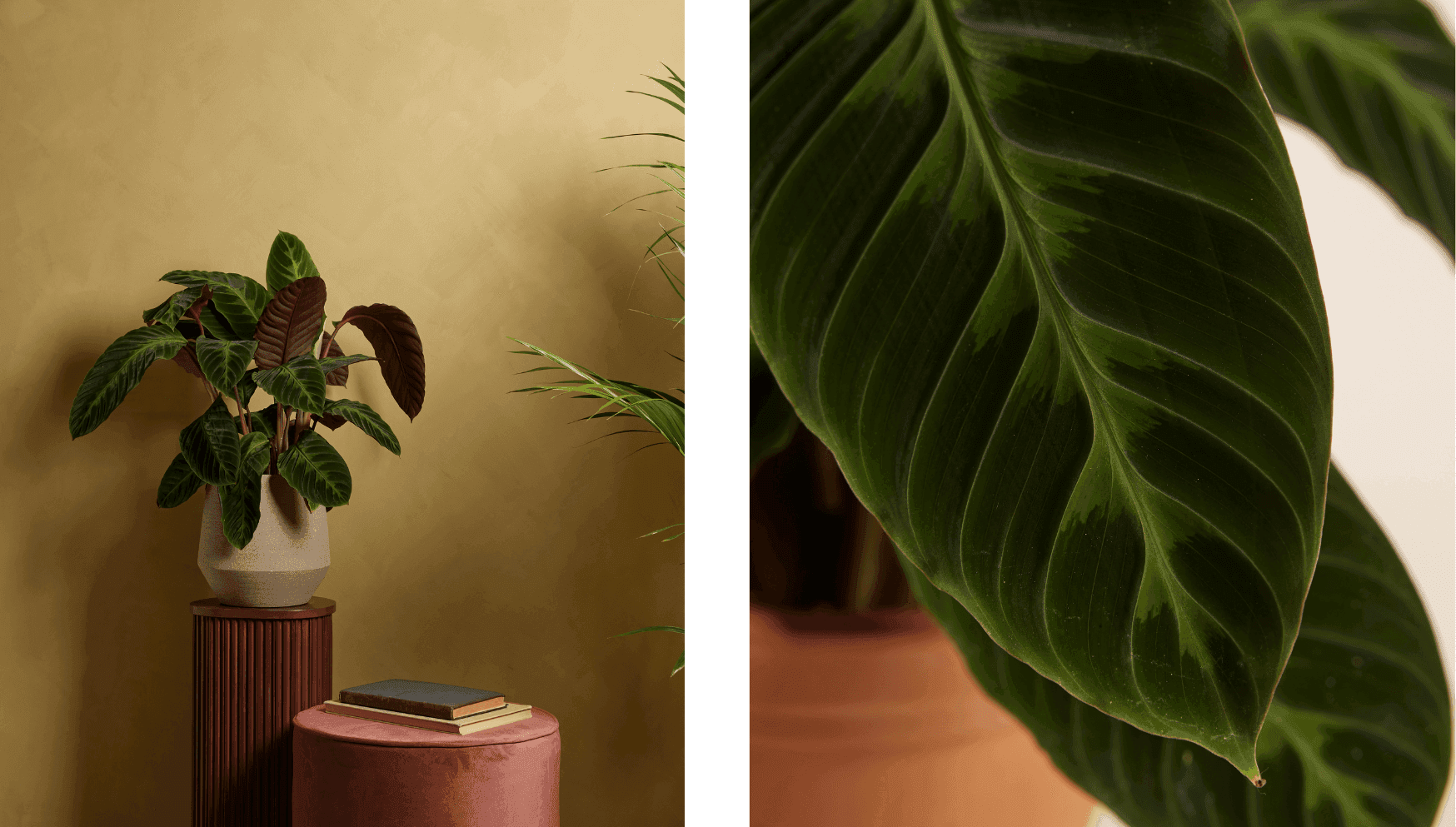 Warscewiczii - Calathea.png