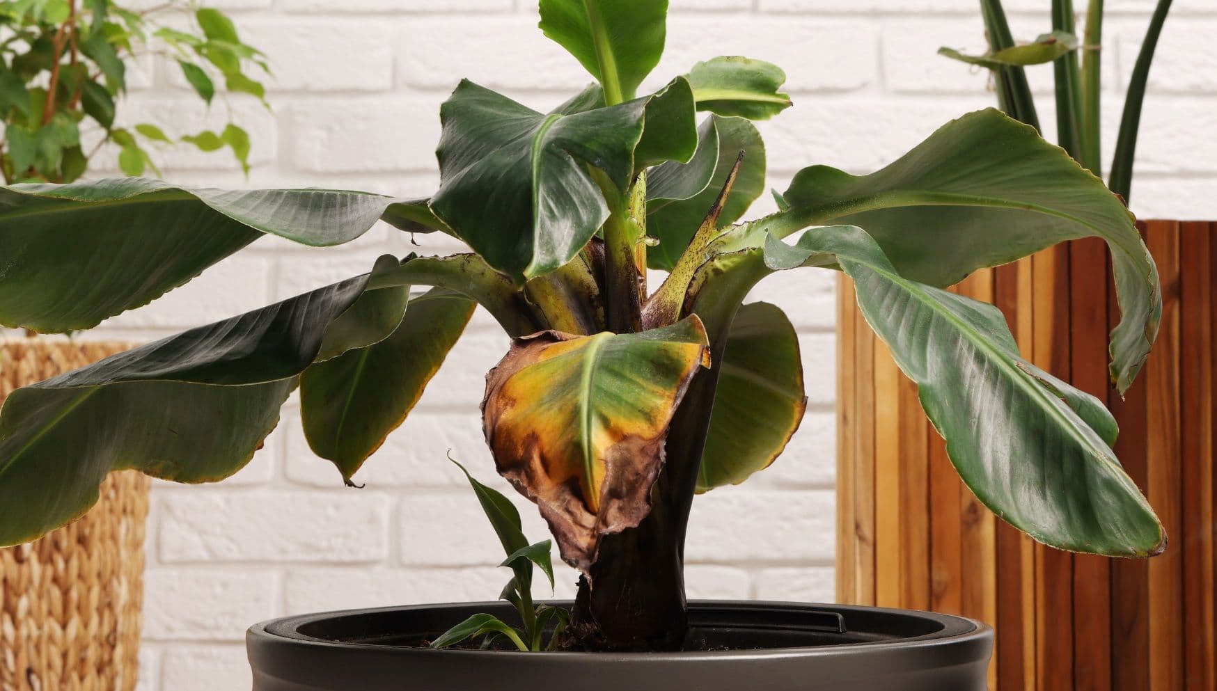 Wilting houseplant