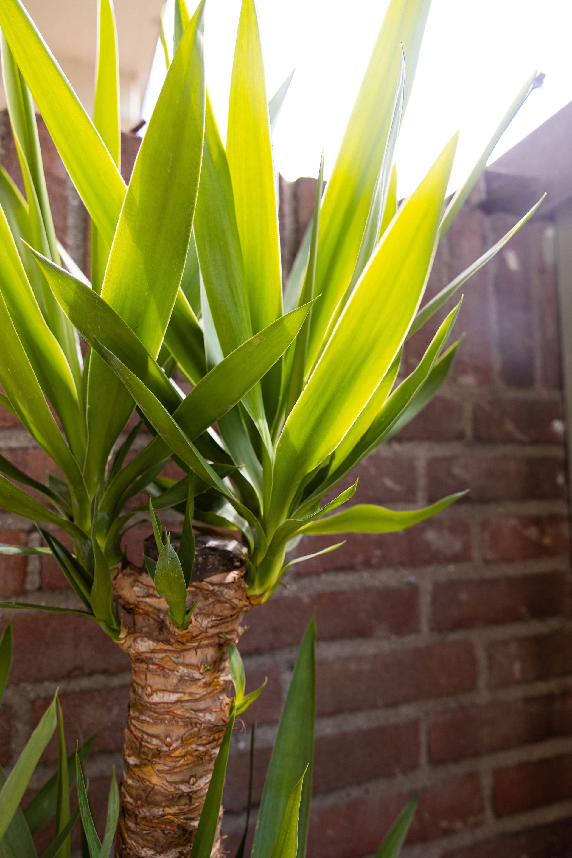 Yucca