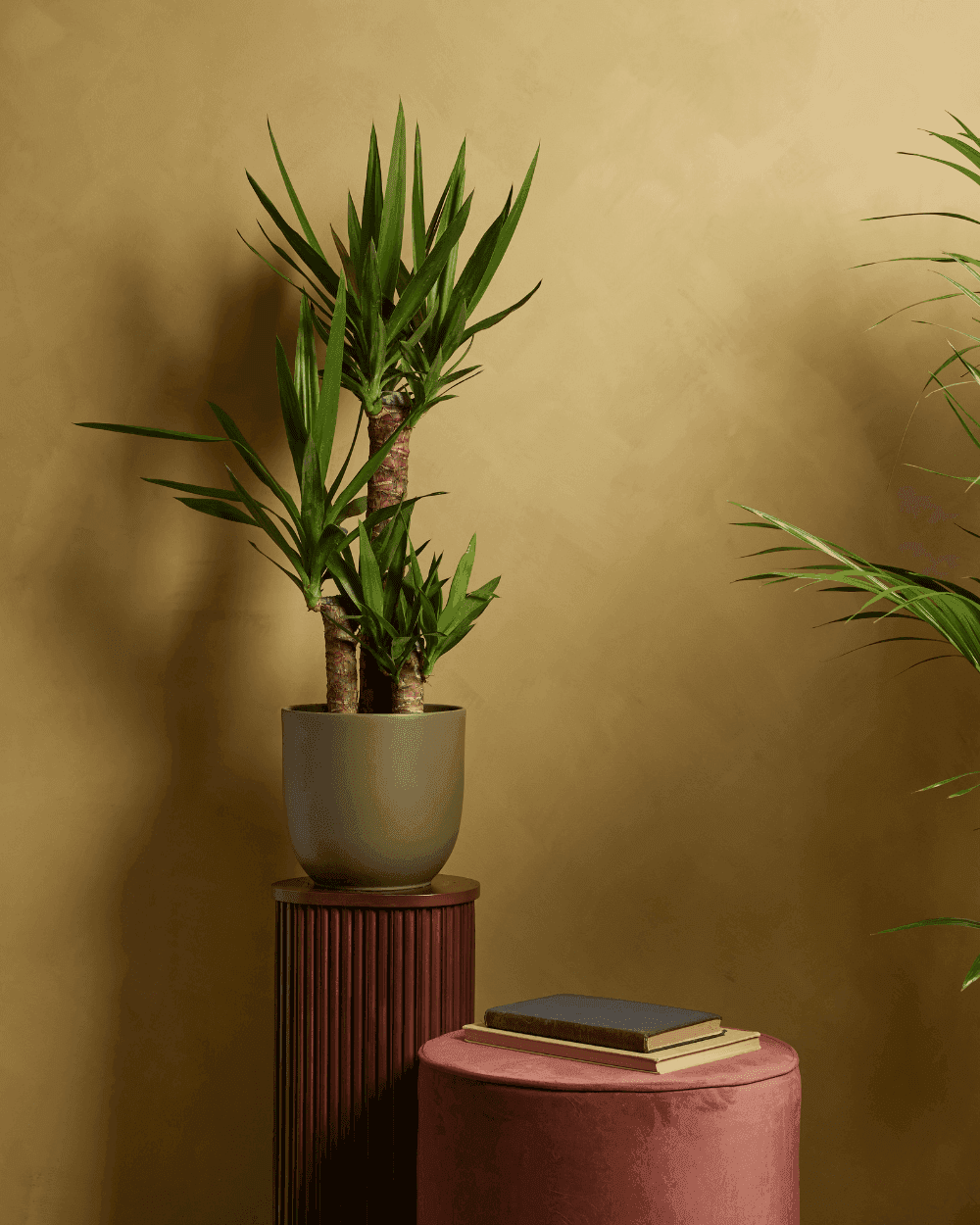 Yucca