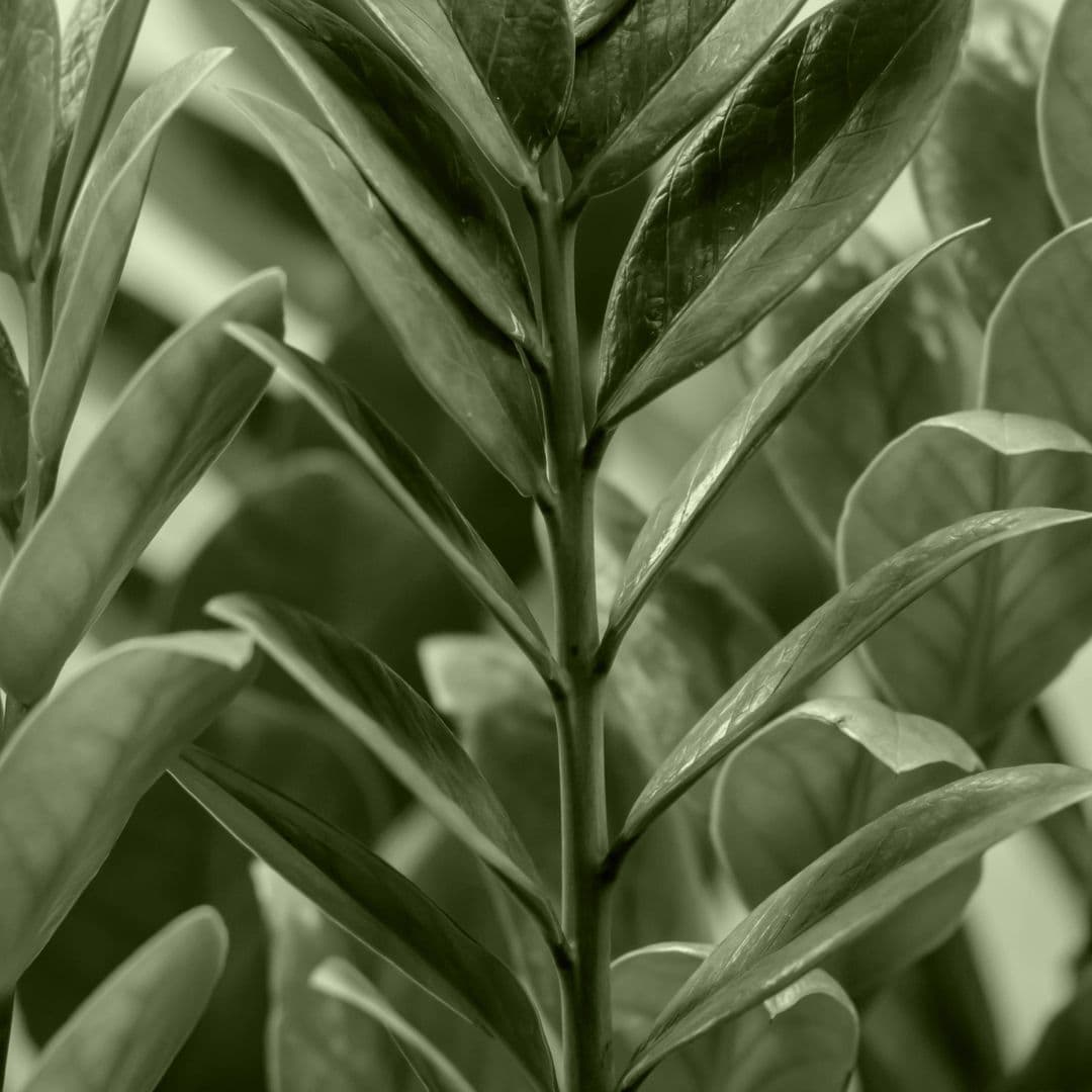 Zamioculcas