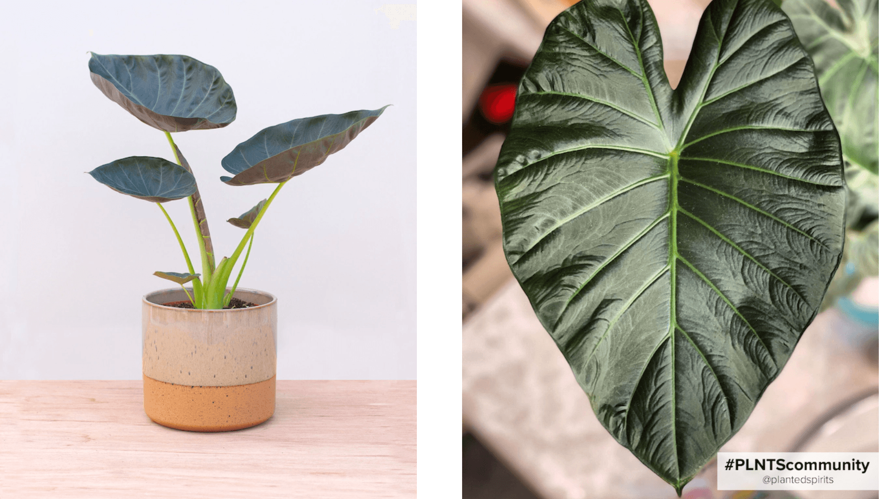 Alocasia Regal Shield