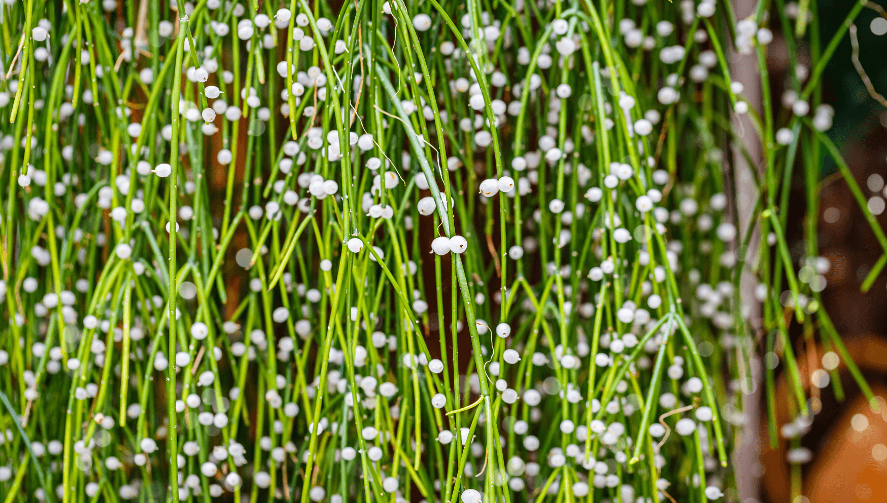 Rhipsalis flowering