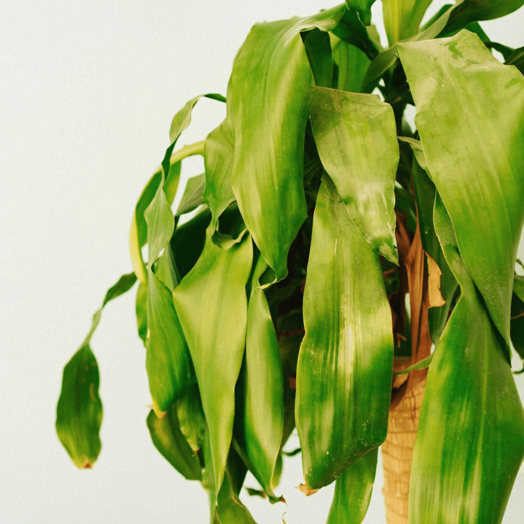 Hanging leaves