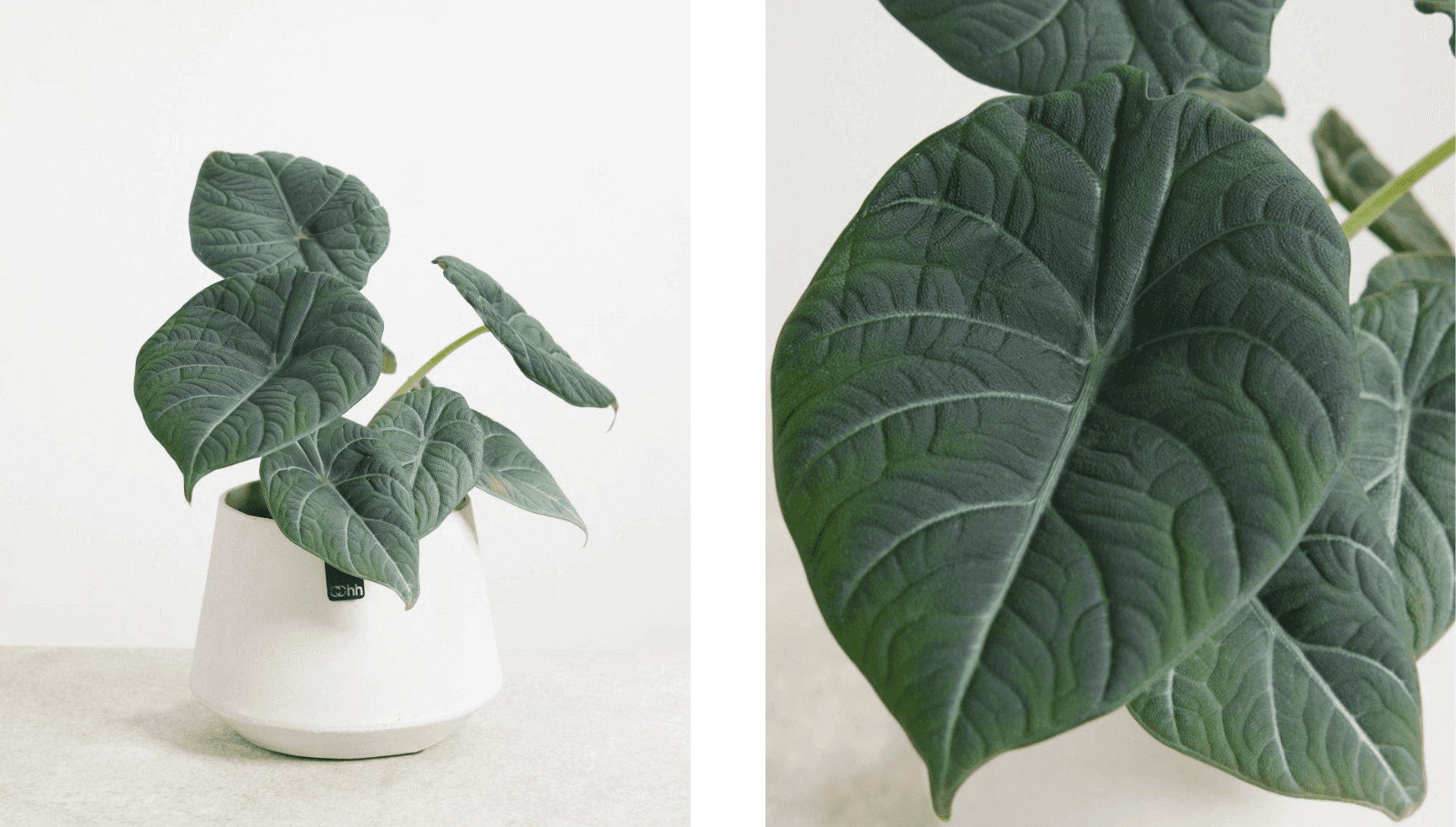 Alocasia Maharani