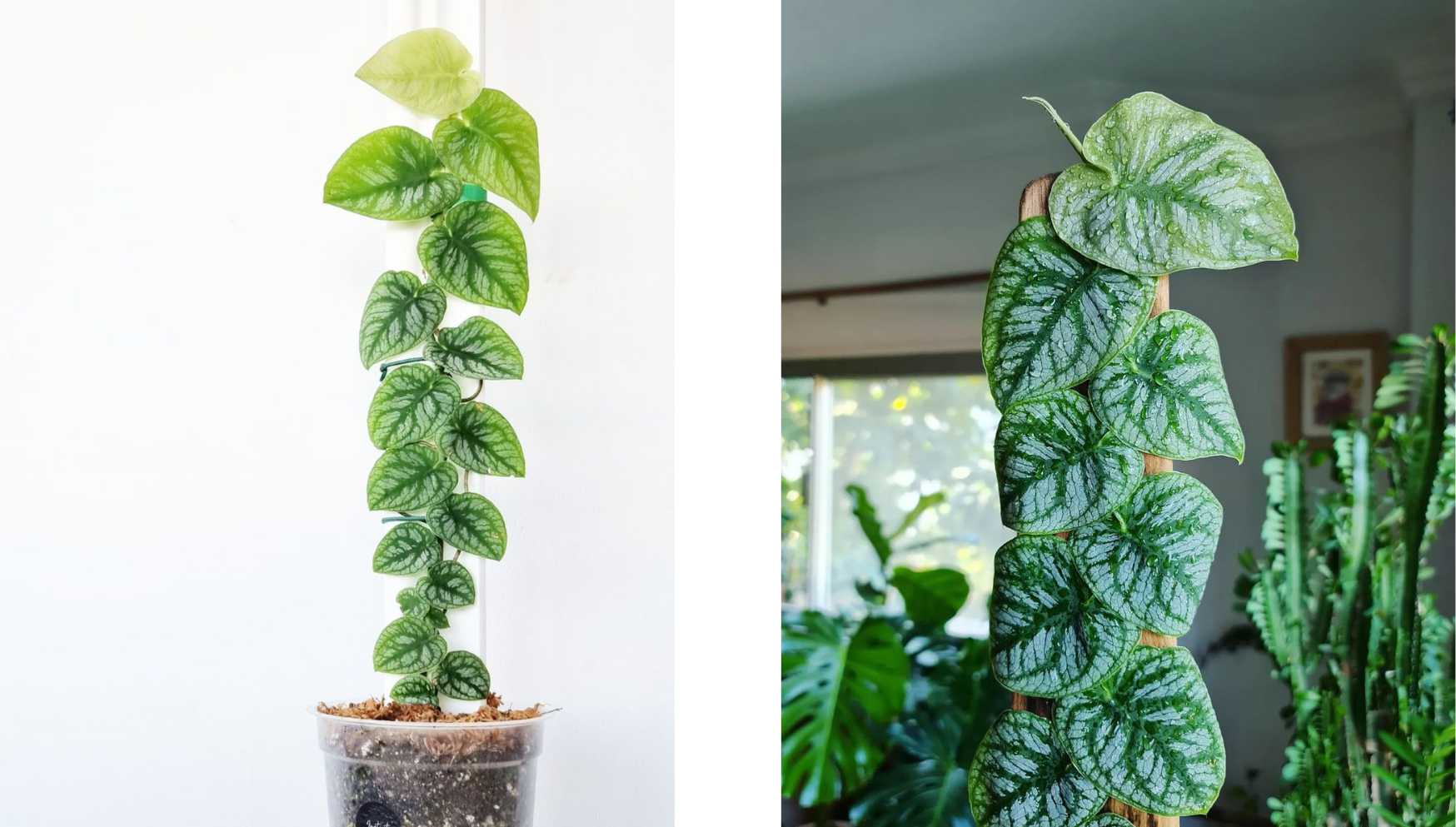 Plante Monstera variegata aurea acheter et entretenir 