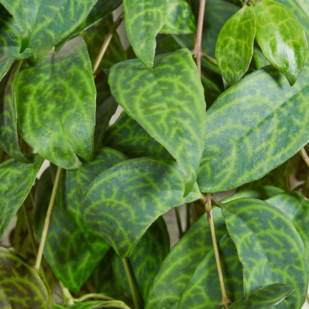 Aeschynanthus