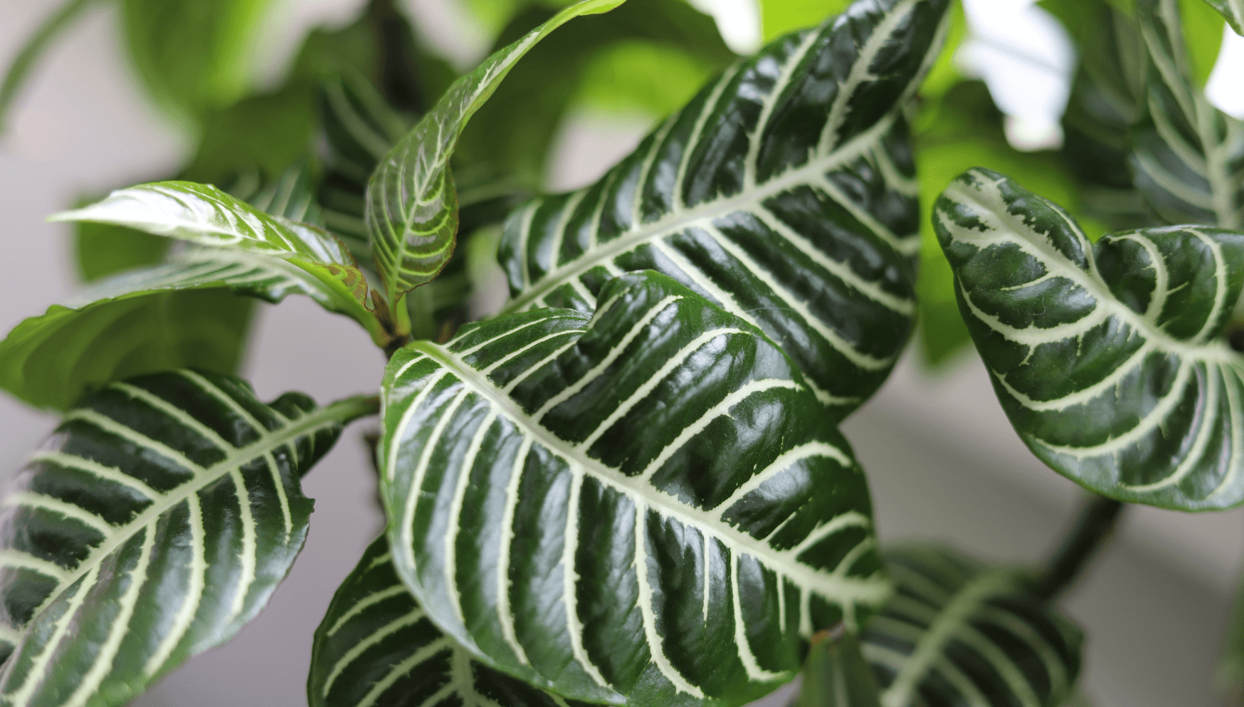 Aphelandra leaves